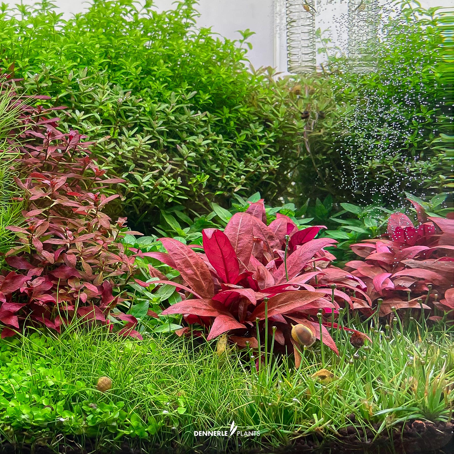 Dennerle Plants Alternanthera reineckii 'Mini' In-Vitro (Plantit!) - 4