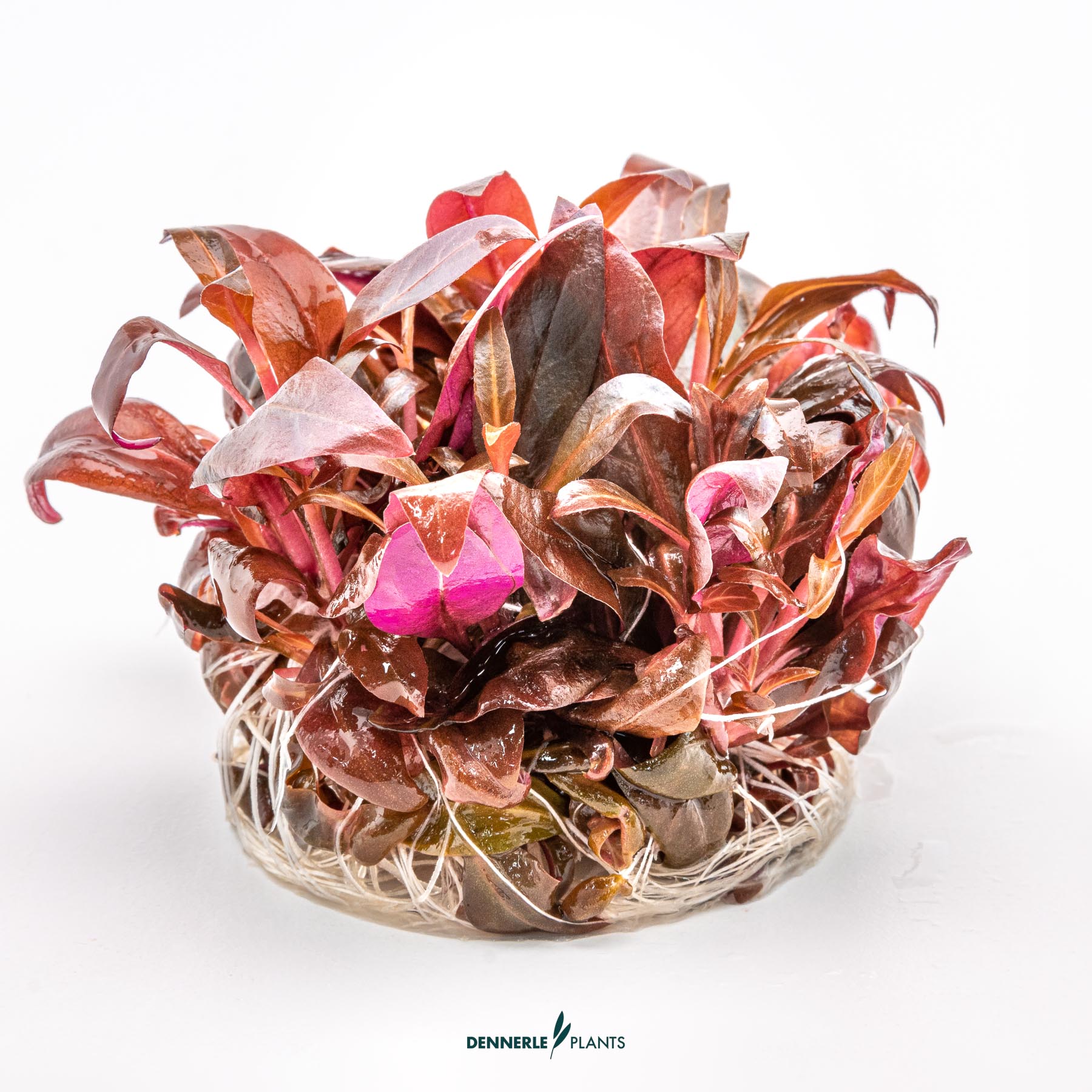 Dennerle Plants Alternanthera reineckii 'Mini' In-Vitro (Plantit!) - 3