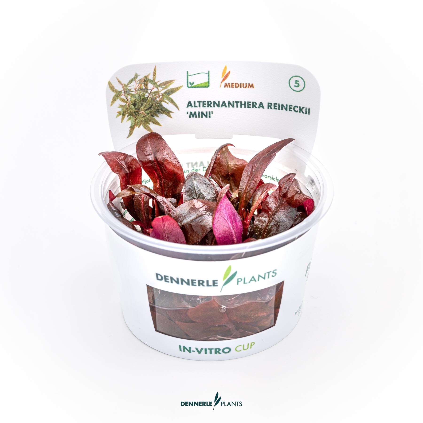 Dennerle Plants Alternanthera reineckii 'Mini' In-Vitro (Plantit!)