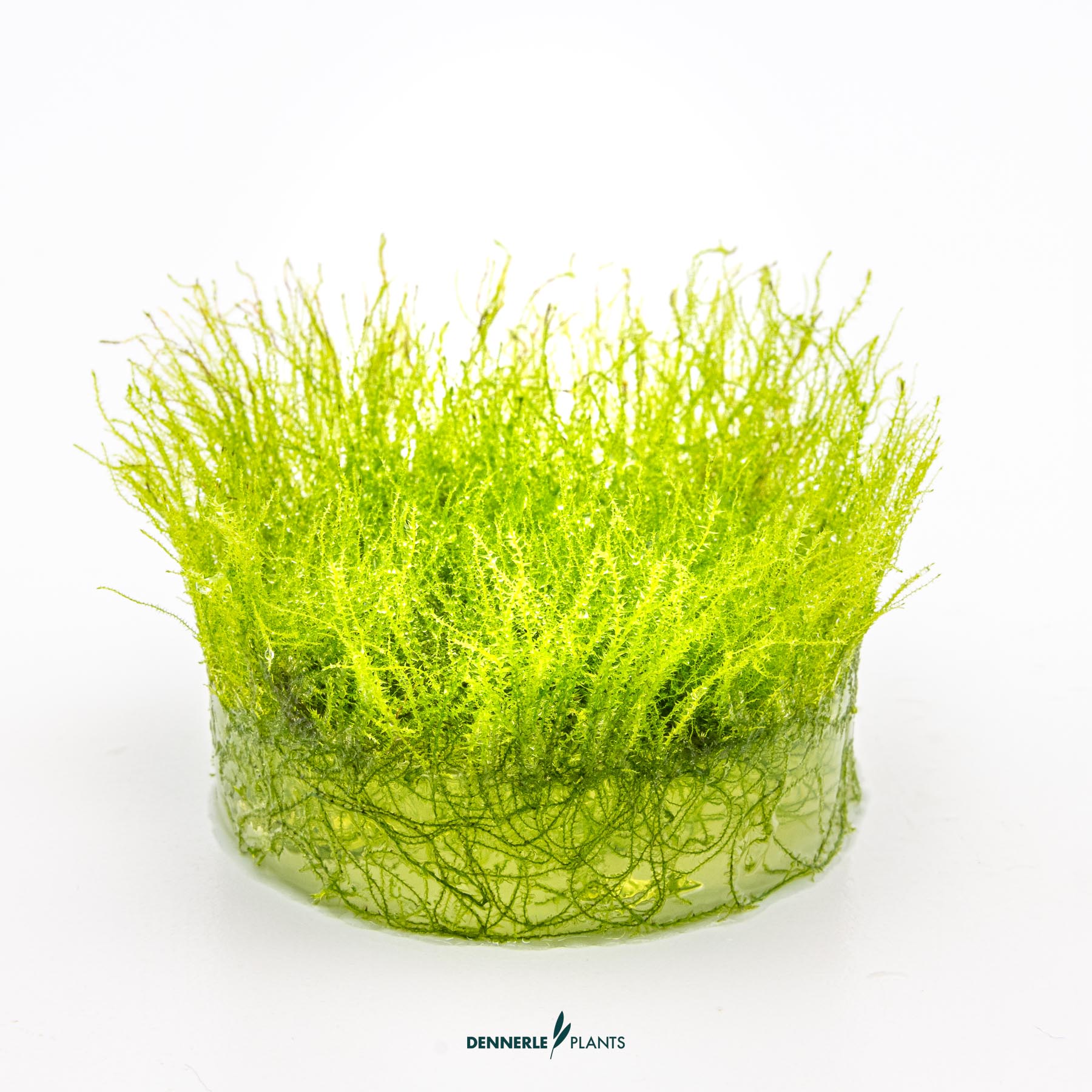 Dennerle Plants Amblystegium serpens In-Vitro (Plantit!) - 3