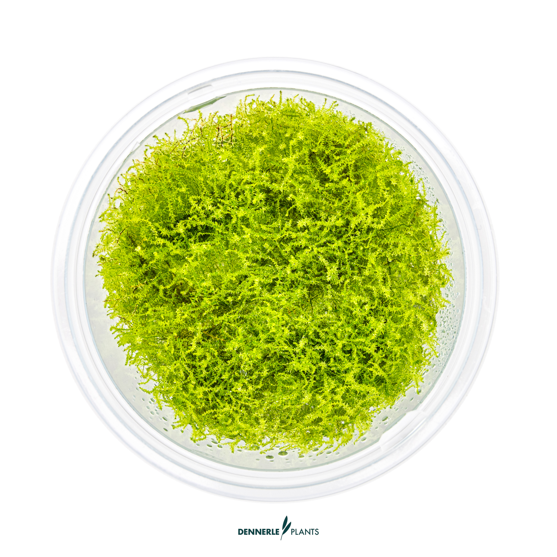 Dennerle Plants Amblystegium serpens In-Vitro (Plantit!) - 2