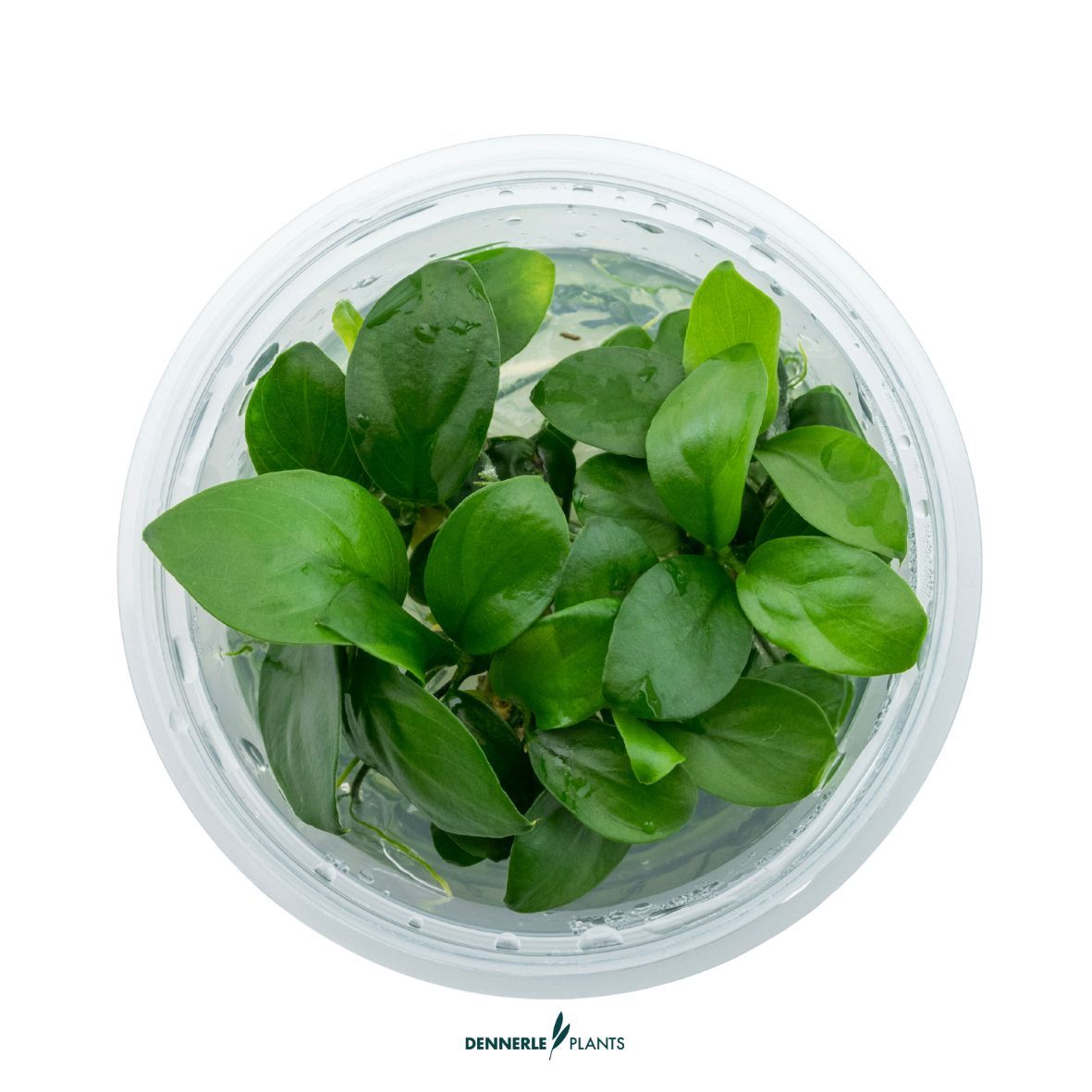 Dennerle Plants Anubias Barteri Var. Nana In-Vitro (Plantit!) - 2