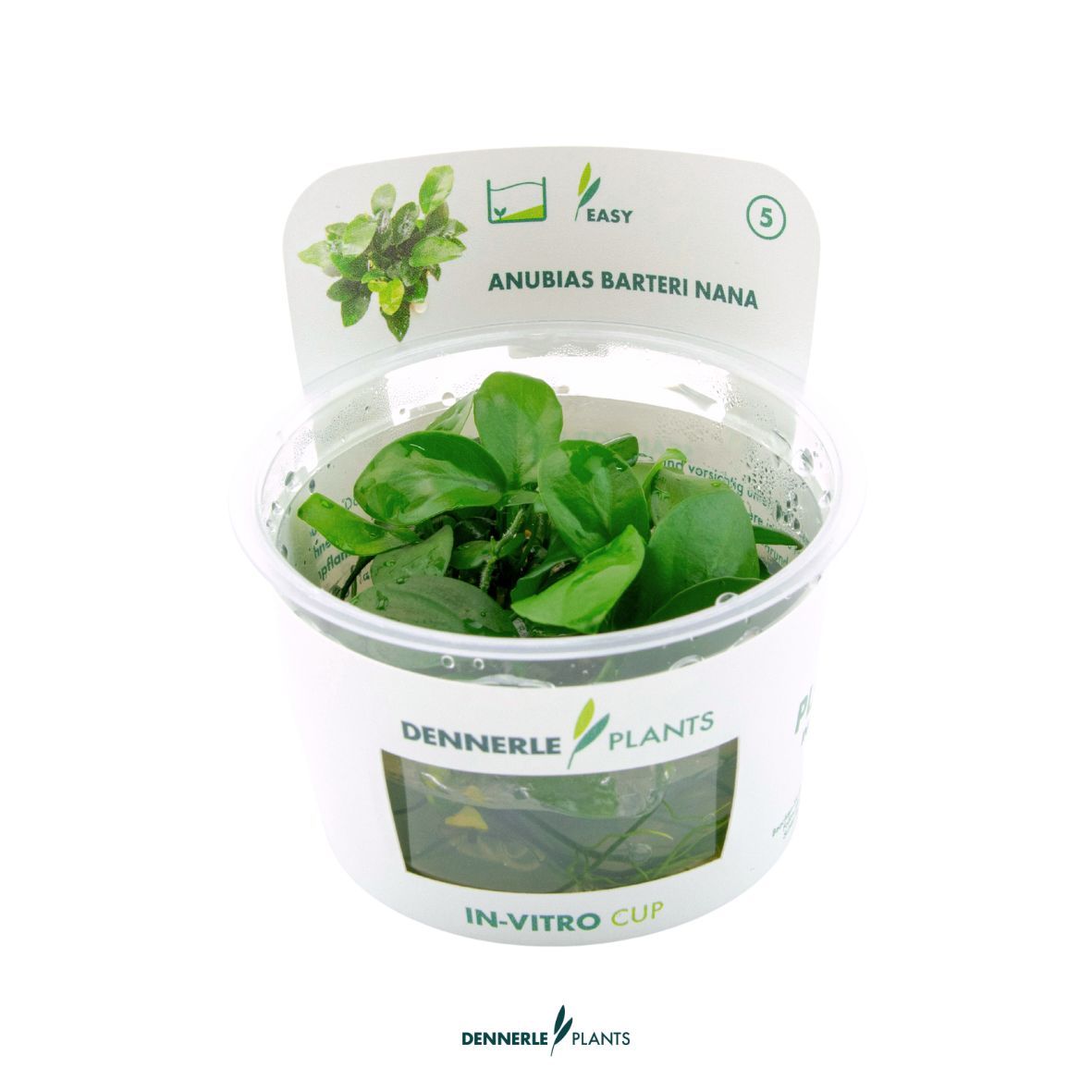 Dennerle Plants Anubias Barteri Var. Nana In-Vitro (Plantit!)