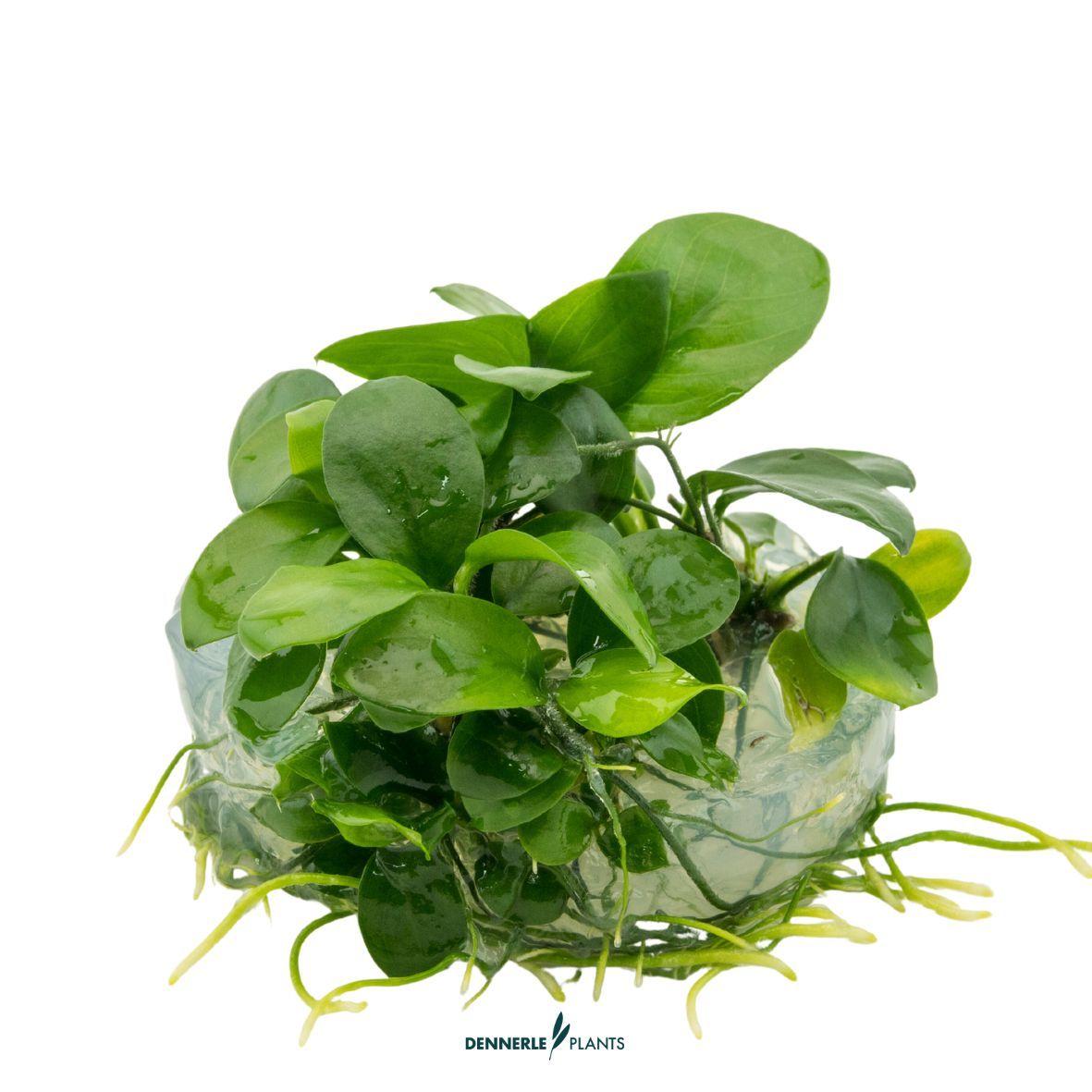 Dennerle Plants Anubias Barteri Var. Nana In-Vitro (Plantit!) - 3
