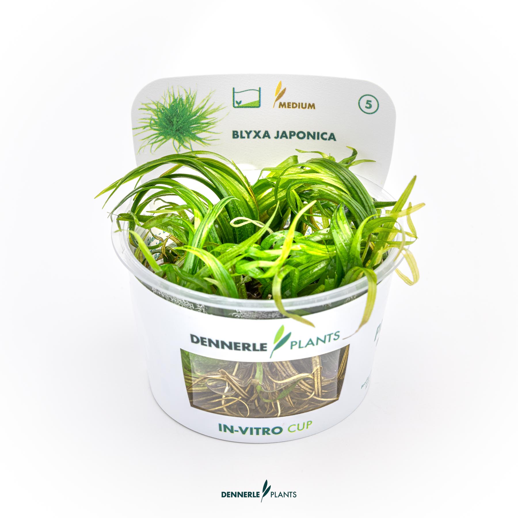 Dennerle Plants Blyxa Japonica In-Vitro (Plantit!)