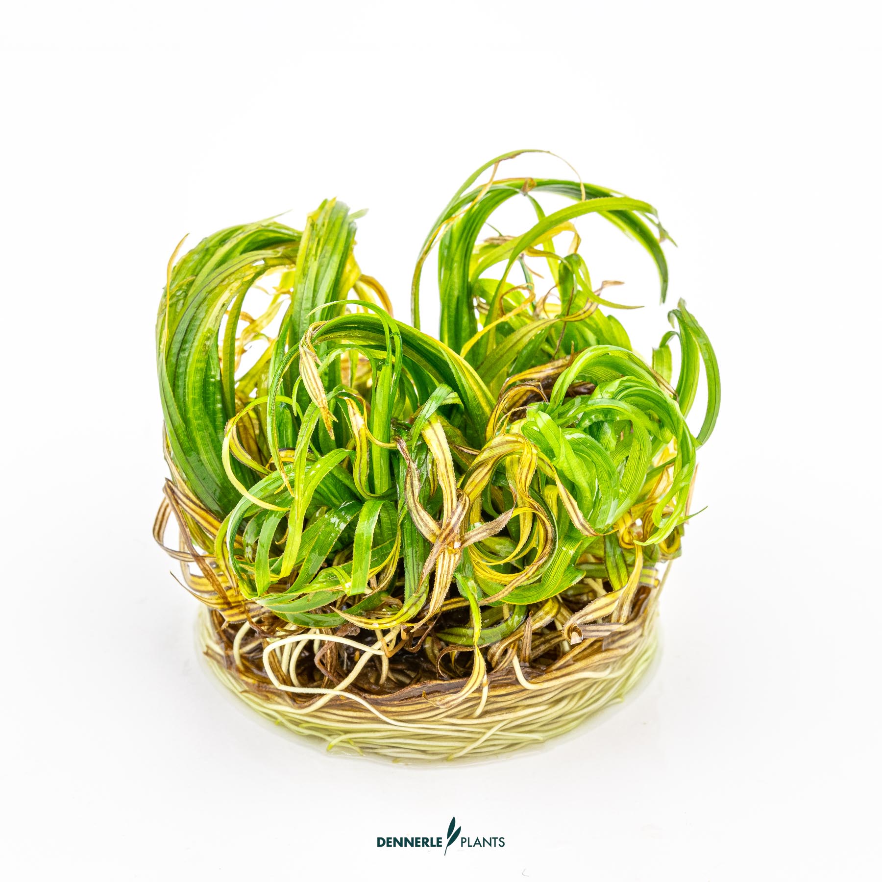 Dennerle Plants Blyxa Japonica In-Vitro (Plantit!) - 3