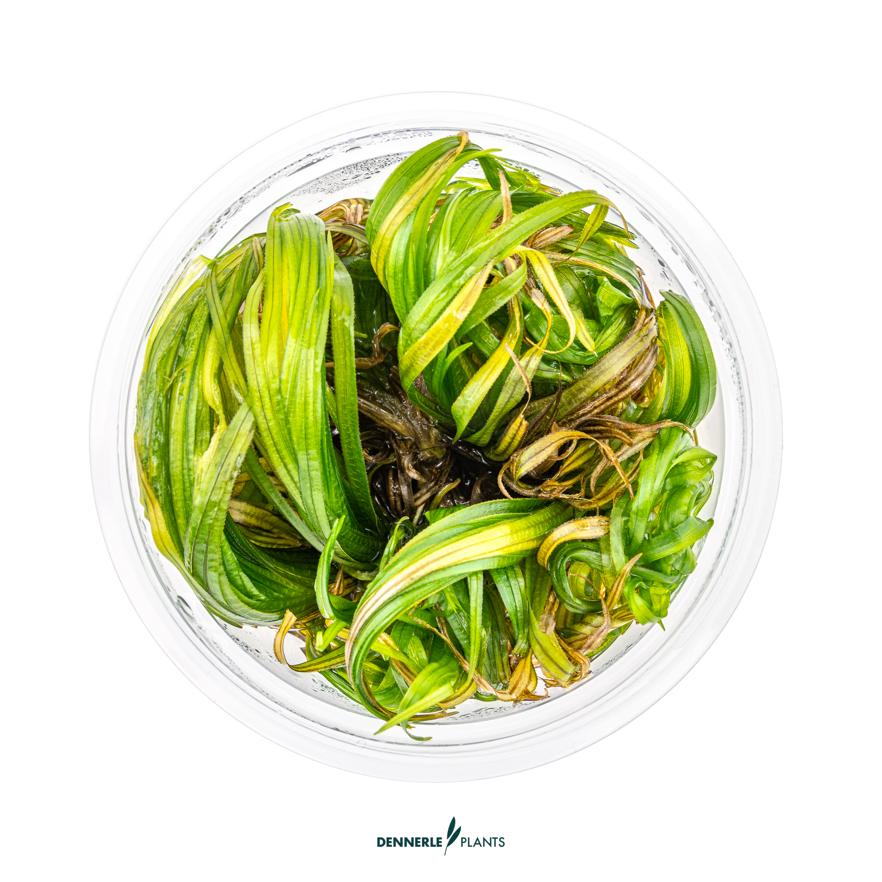 Dennerle Plants Blyxa Japonica In-Vitro (Plantit!) - 2