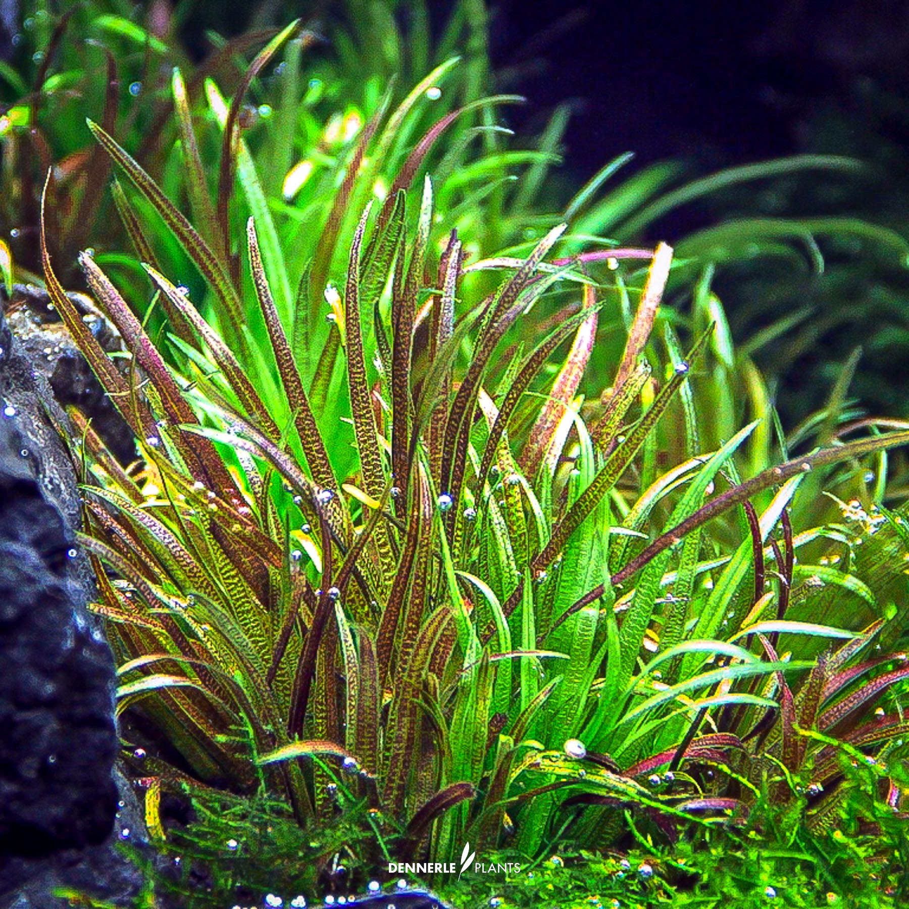 Dennerle Plants Blyxa Japonica In-Vitro (Plantit!) - 4