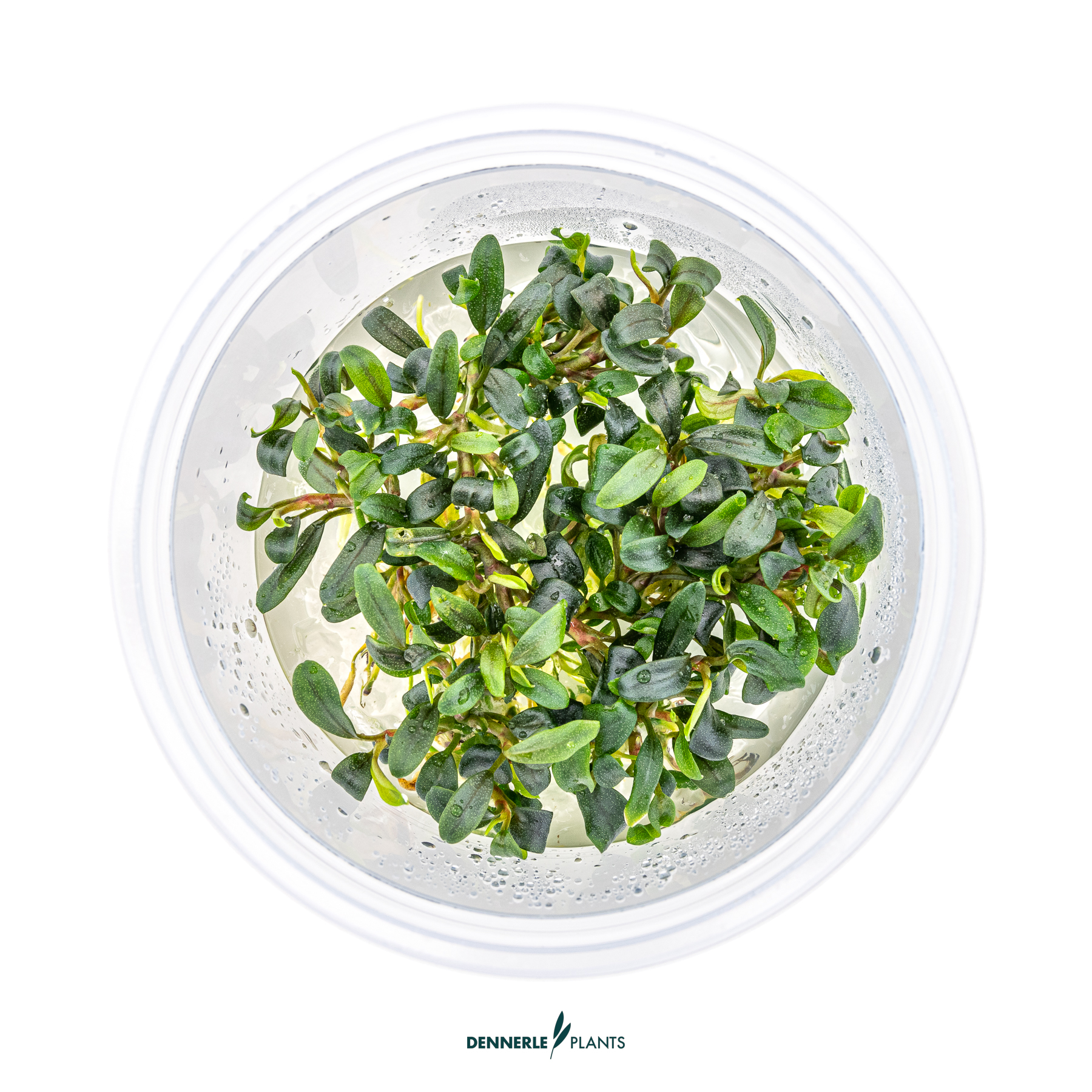 Dennerle Plants Bucephalandra Micrantha 'Needle Leaf' In-Vitro (Plantit!) - 2