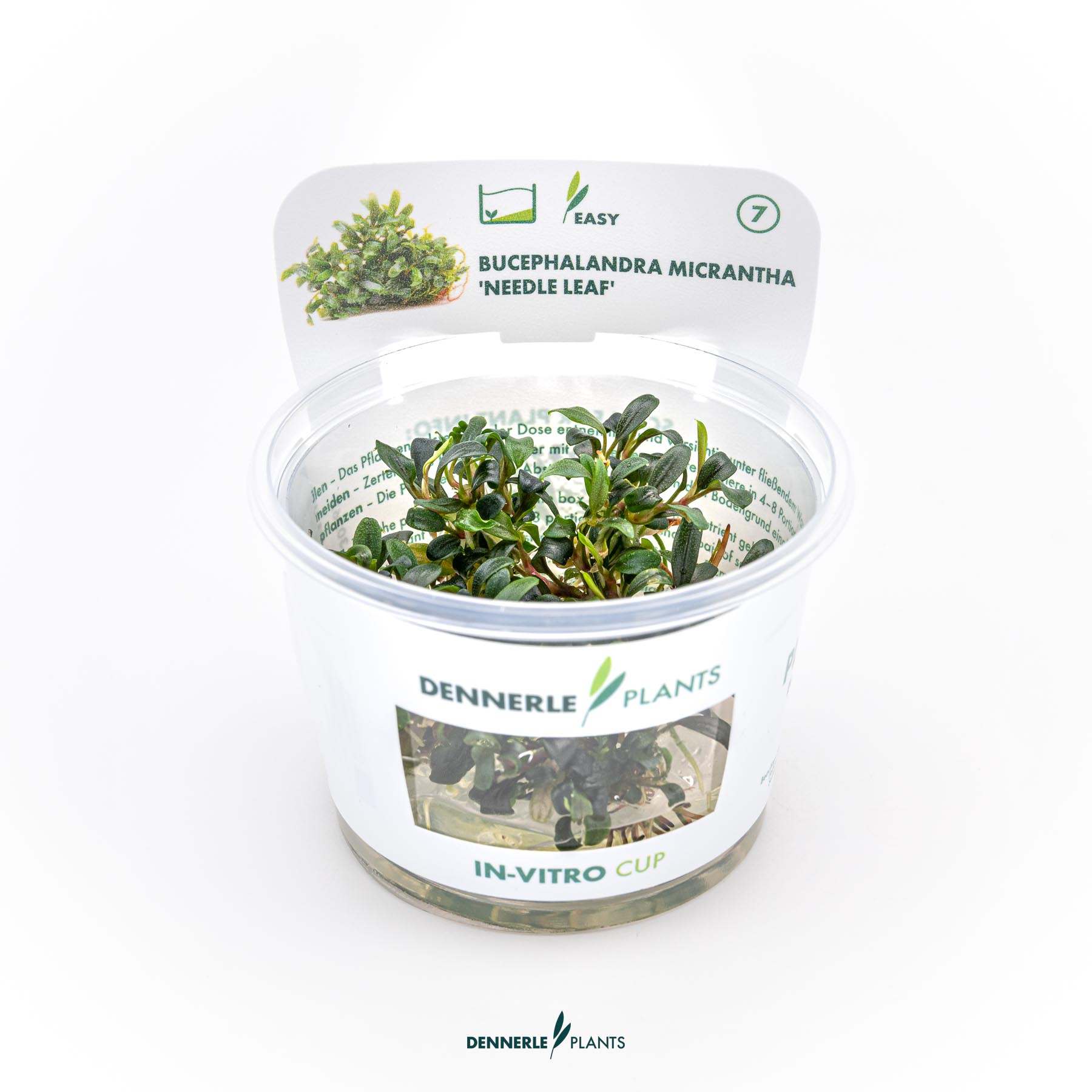 Dennerle Plants Bucephalandra Micrantha 'Needle Leaf' In-Vitro (Plantit!)