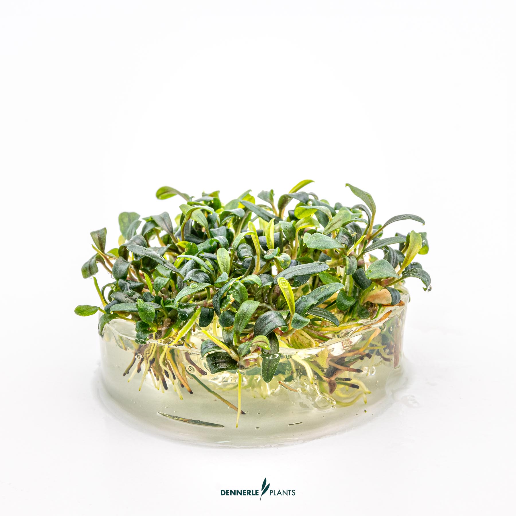 Dennerle Plants Bucephalandra Micrantha 'Needle Leaf' In-Vitro (Plantit!) - 3