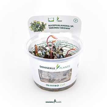 Dennerle Plants Bucephalandra Sp. 'Serimbu Brown' In-Vitro (Plantit!)
