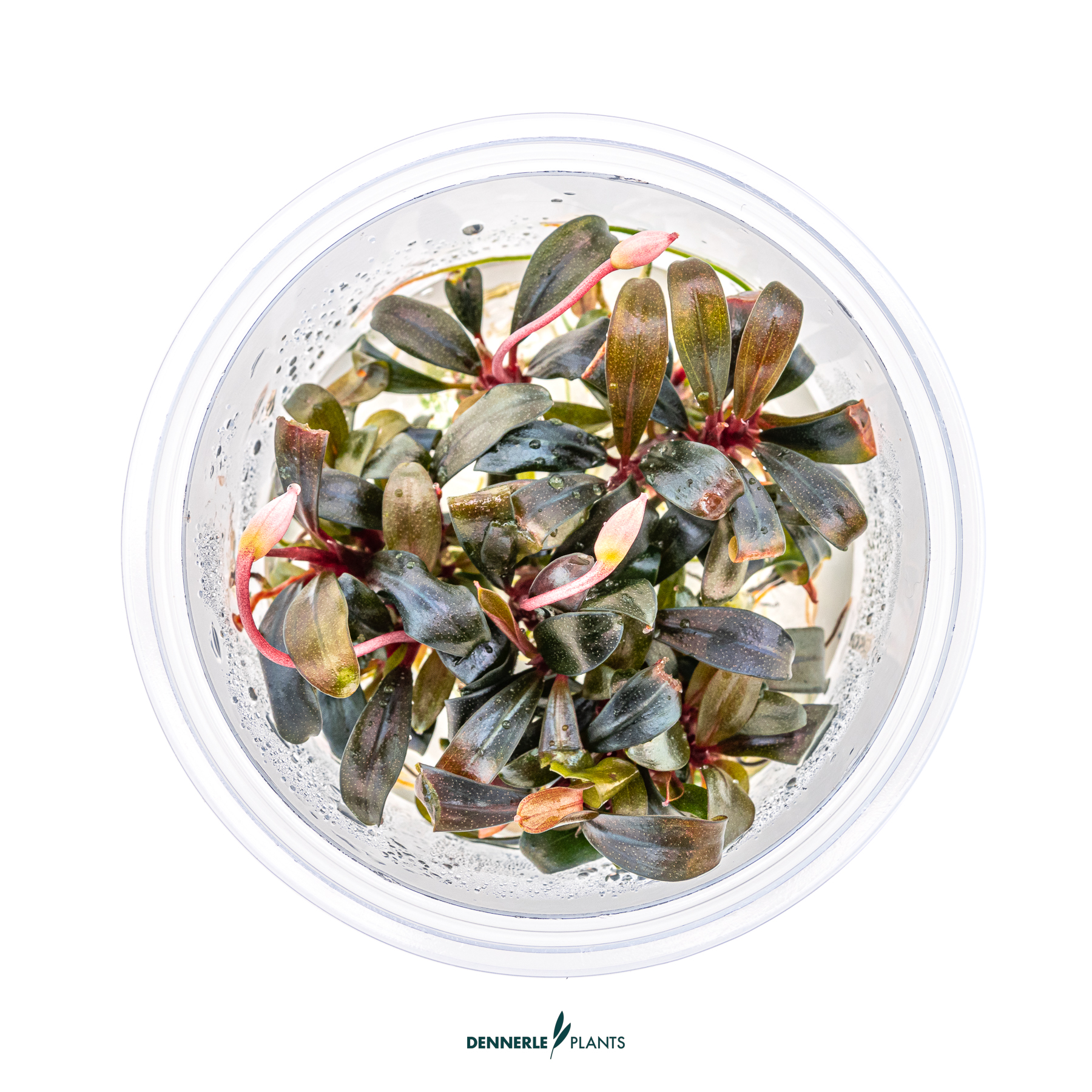 Dennerle Plants Bucephalandra Sp. 'Serimbu Brown' In-Vitro (Plantit!) - 2