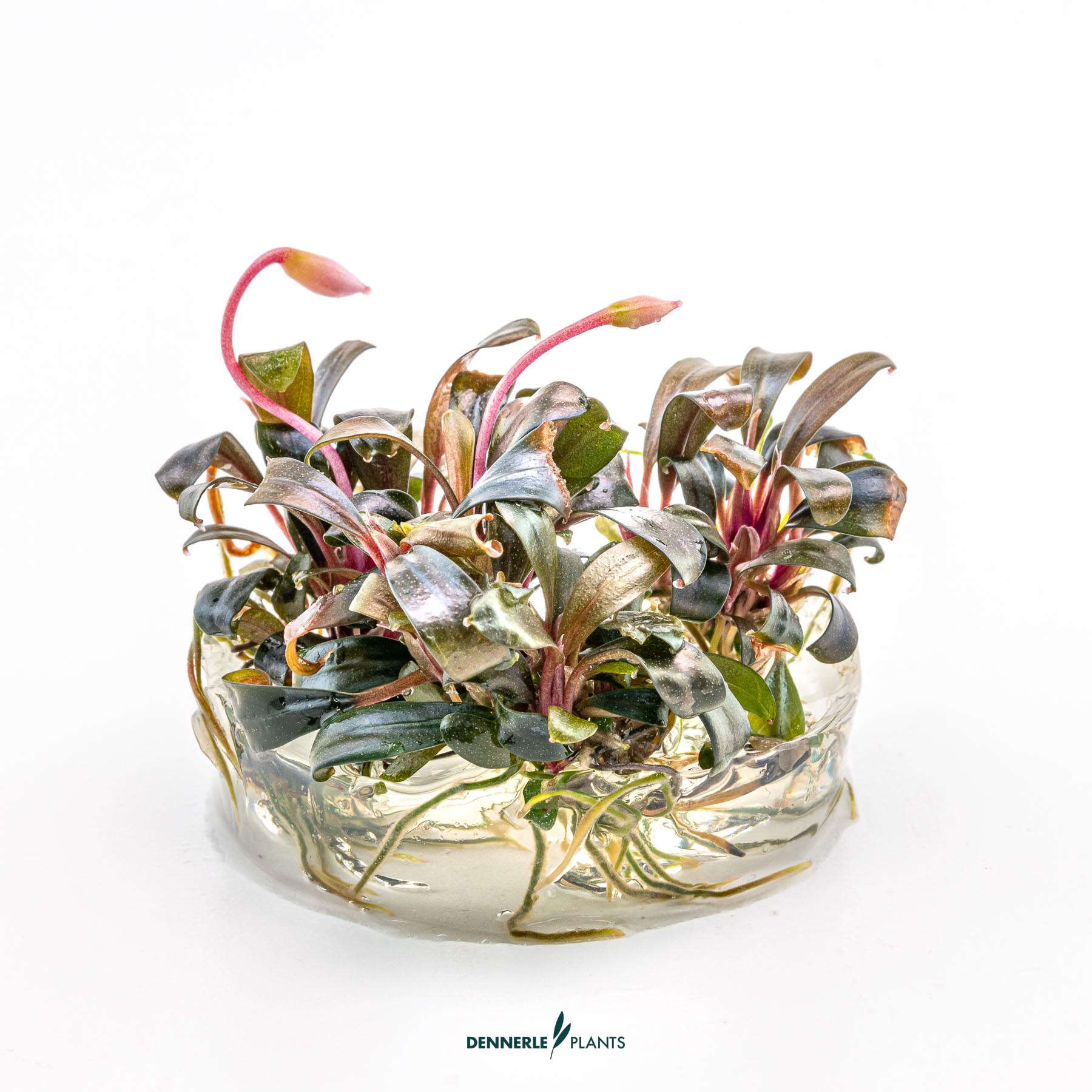 Dennerle Plants Bucephalandra Sp. 'Serimbu Brown' In-Vitro (Plantit!) - 3