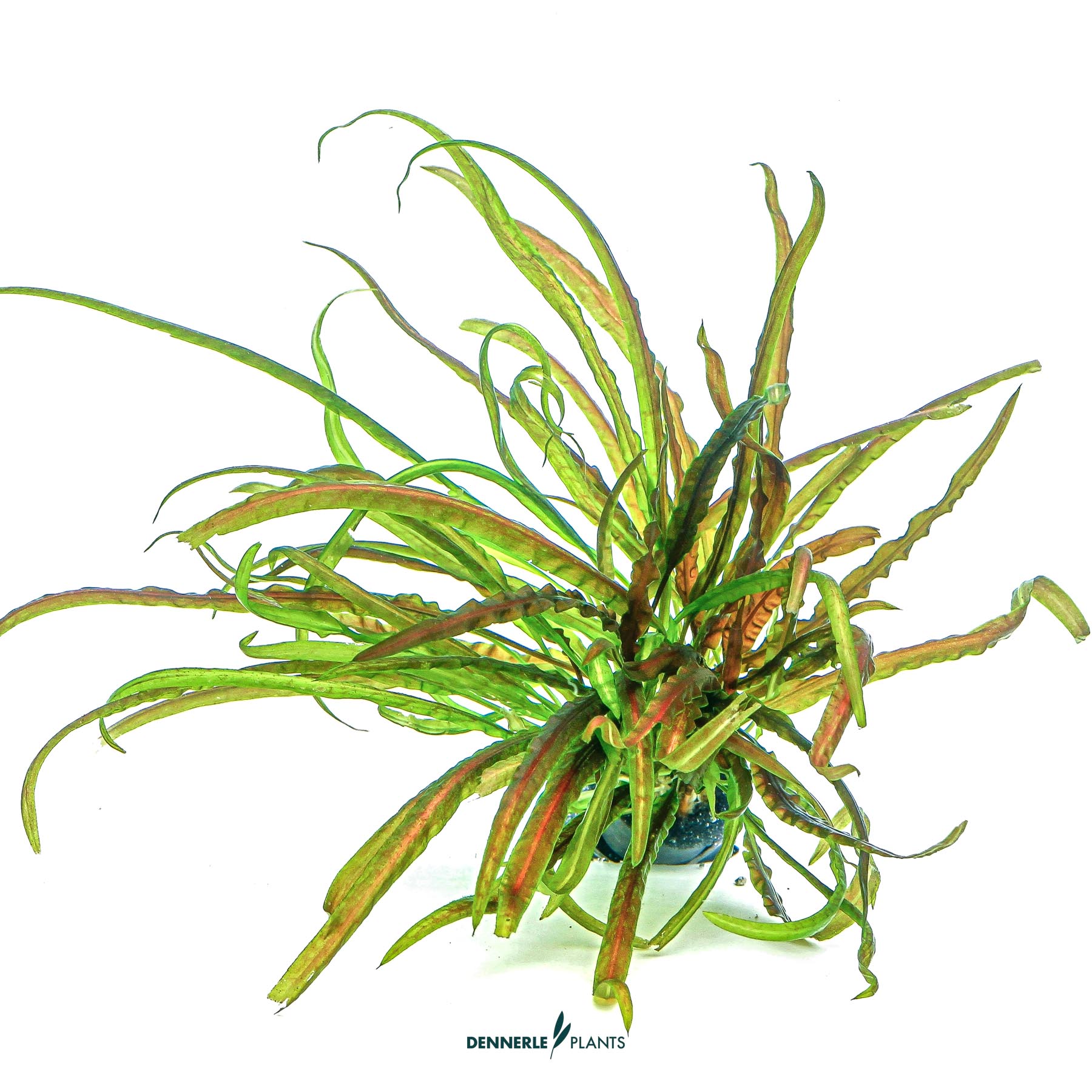 Dennerle Plants Cryptocoryne Crispatula In-Vitro (Plantit!) - 4
