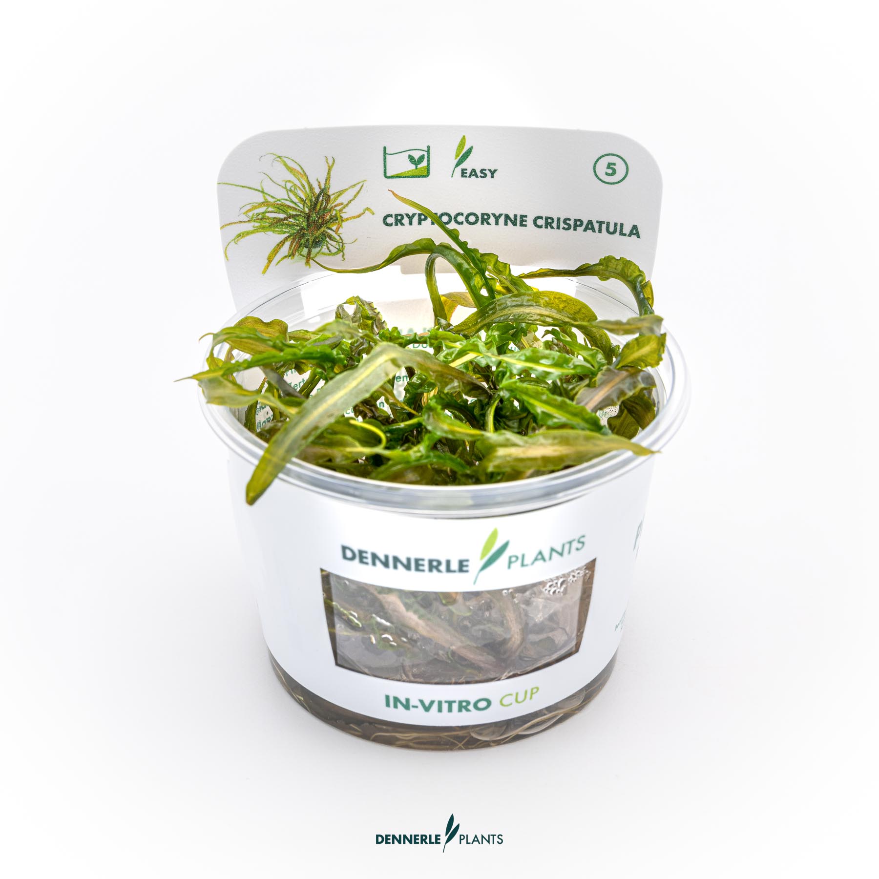 Dennerle Plants Cryptocoryne Crispatula In-Vitro (Plantit!)