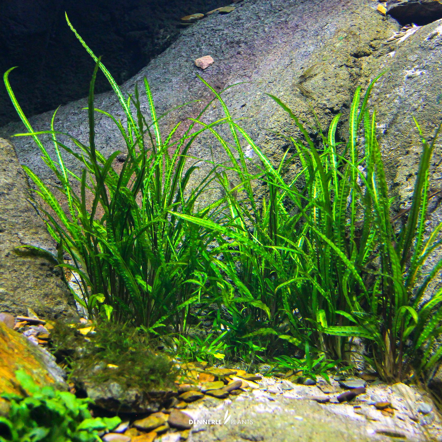 Dennerle Plants Cryptocoryne Crispatula In-Vitro (Plantit!) - 5