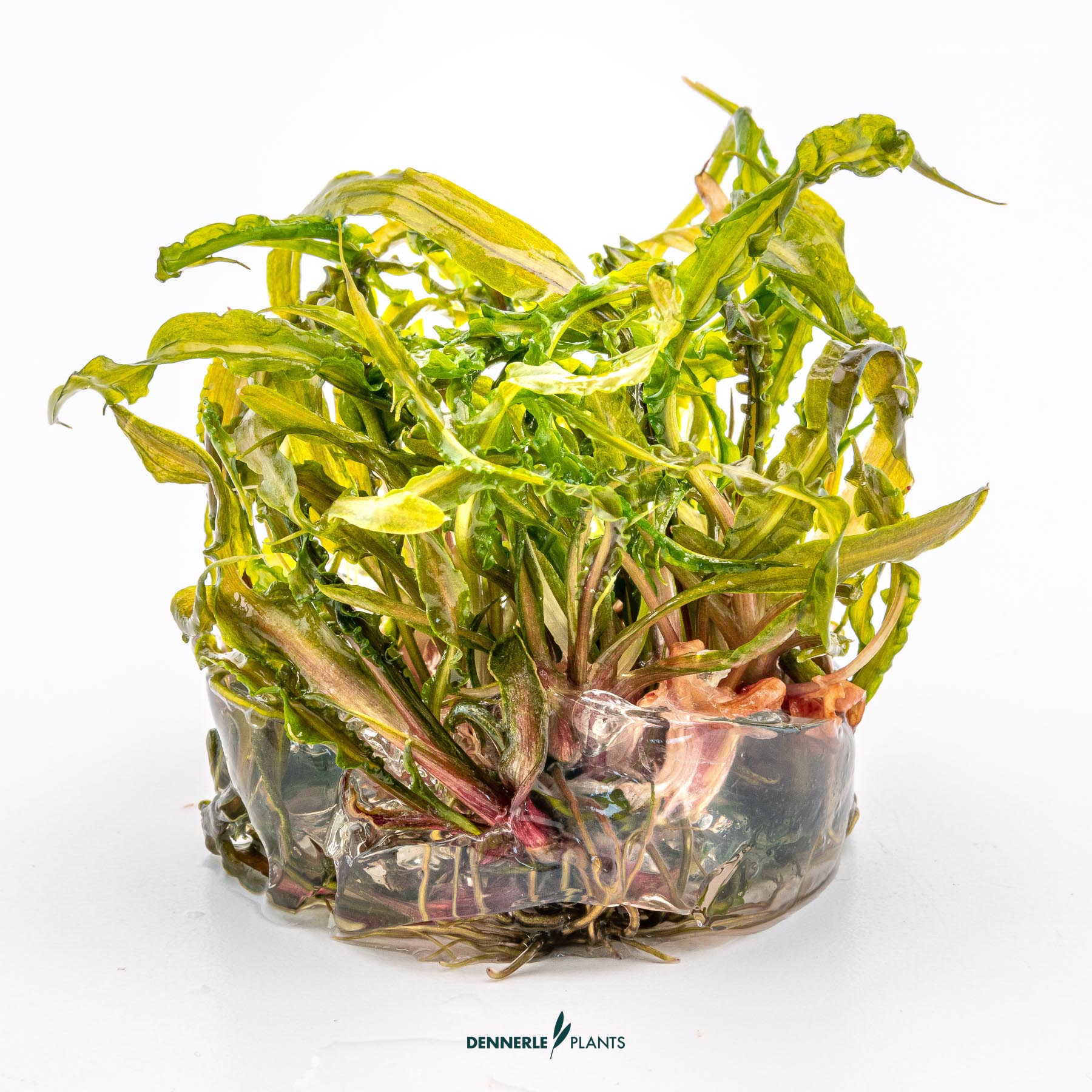 Dennerle Plants Cryptocoryne Crispatula In-Vitro (Plantit!) - 3
