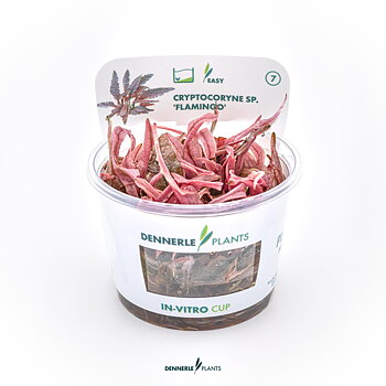 Dennerle Plants Cryptocoryne Sp. 'Flamingo' In-Vitro (Plantit!)