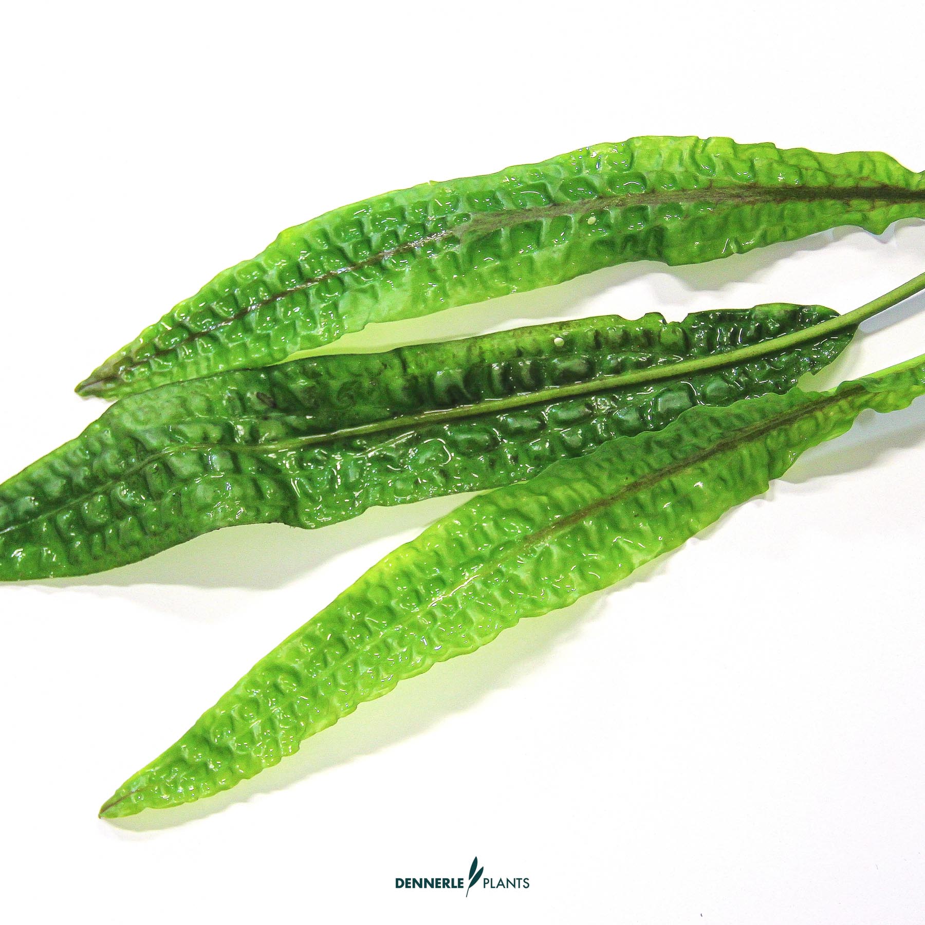 Dennerle Plants Cryptocoryne Usteriana In-Vitro (Plantit!) - 4