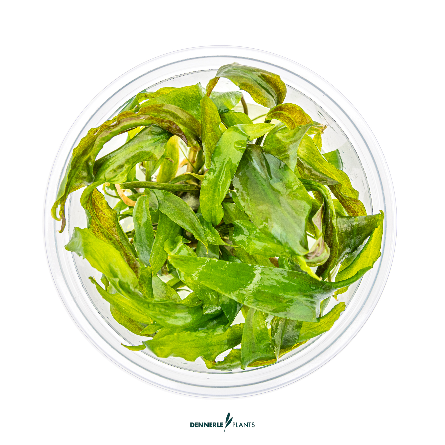 Dennerle Plants Cryptocoryne Usteriana In-Vitro (Plantit!) - 2