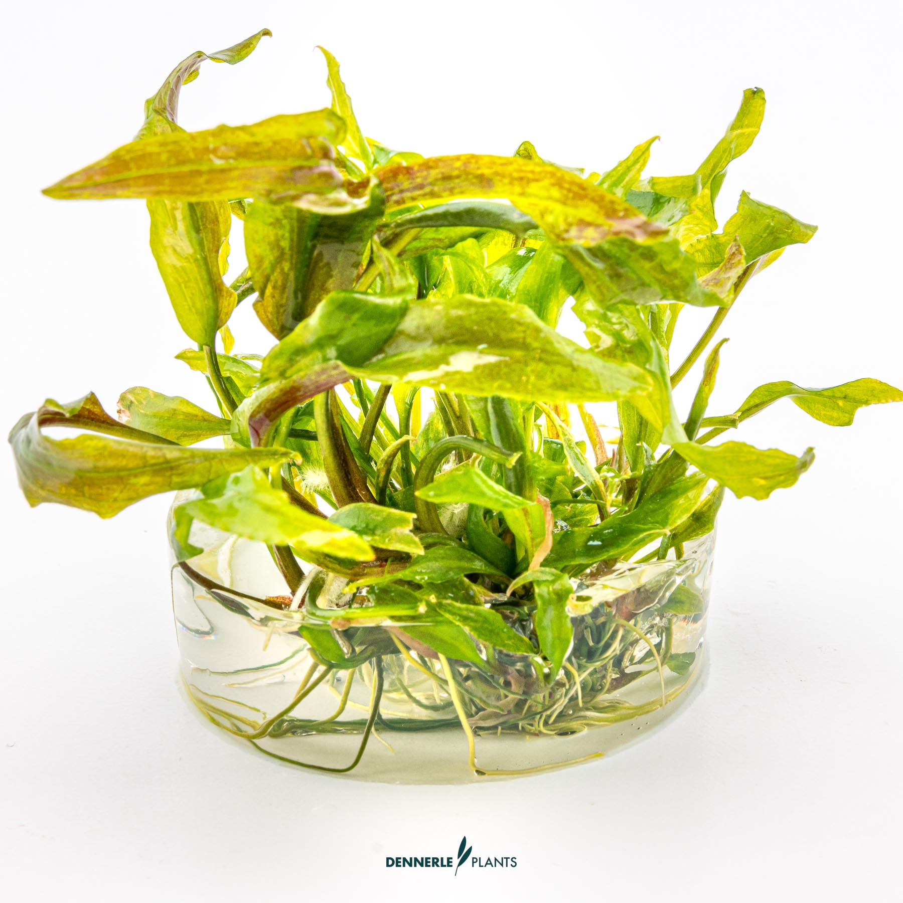 Dennerle Plants Cryptocoryne Usteriana In-Vitro (Plantit!) - 3