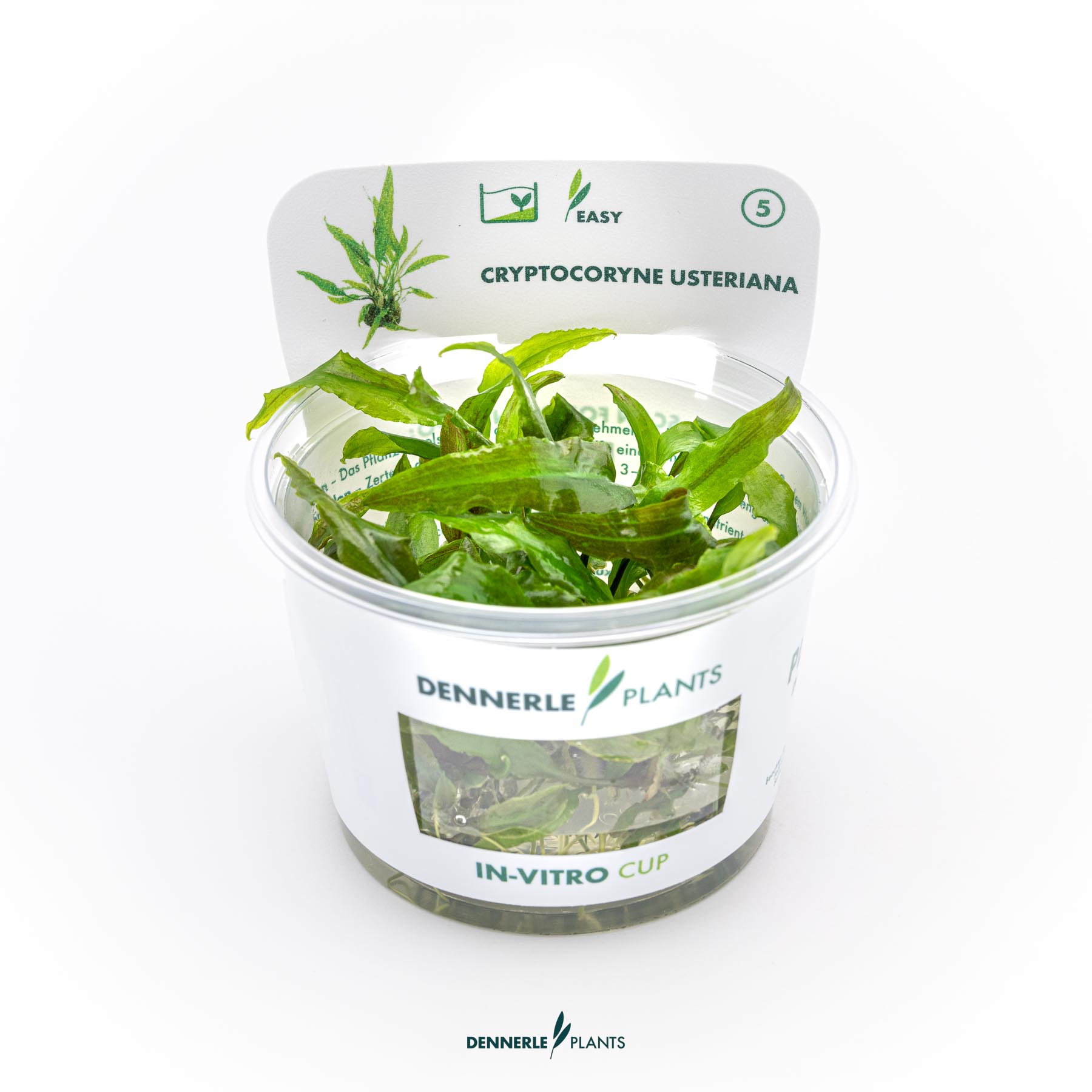 Dennerle Plants Cryptocoryne Usteriana In-Vitro (Plantit!)