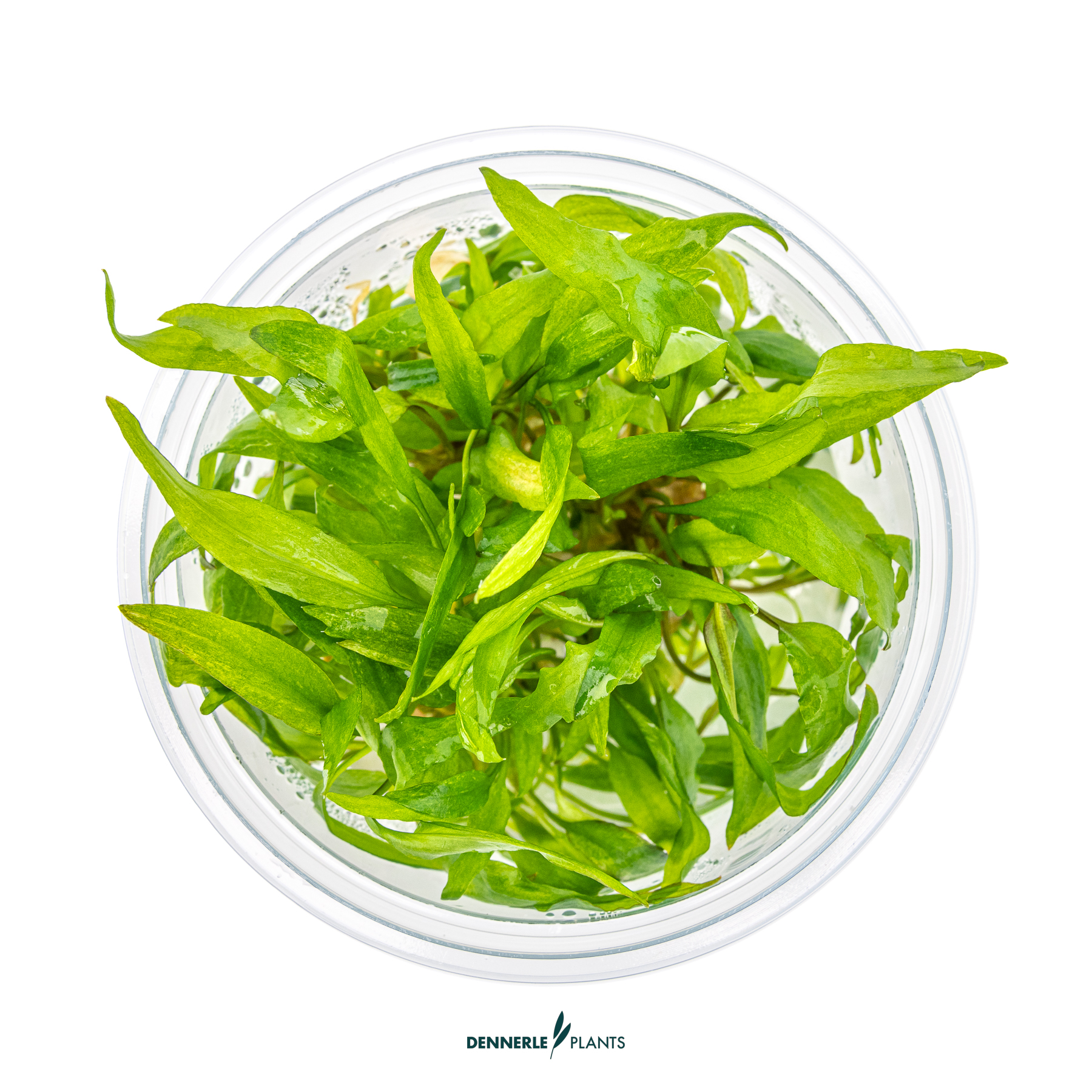 Dennerle Plants Cryptocoryne Wendtii 'Bredbladig' In-Vitro (Plantit!) - 2