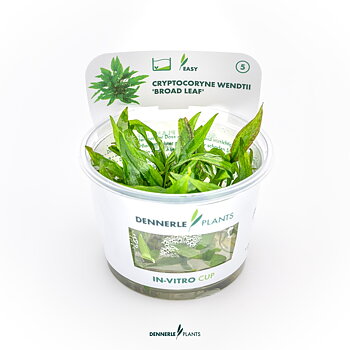 Dennerle Plants Cryptocoryne Wendtii 'Bredbladig' In-Vitro (Plantit!)