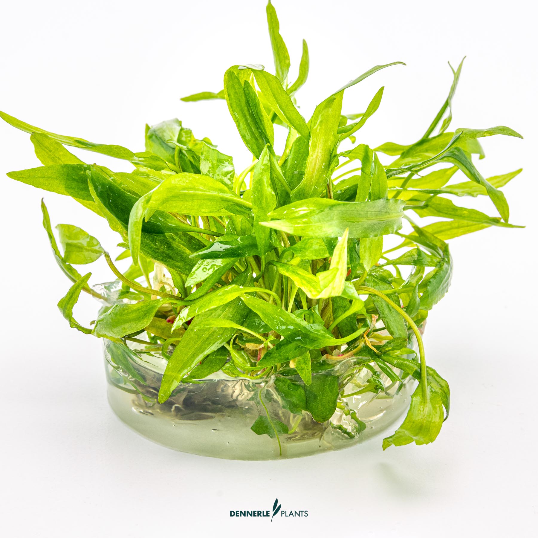 Dennerle Plants Cryptocoryne Wendtii 'Bredbladig' In-Vitro (Plantit!) - 3