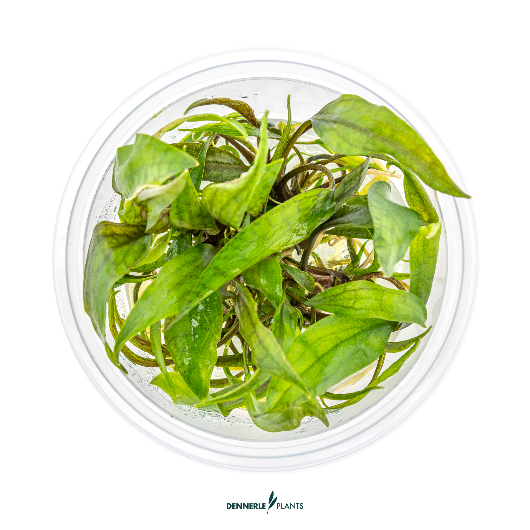 Dennerle Plants Cryptocoryne X Purpurea (Naturhybride) In-Vitro (Plantit!) - 2