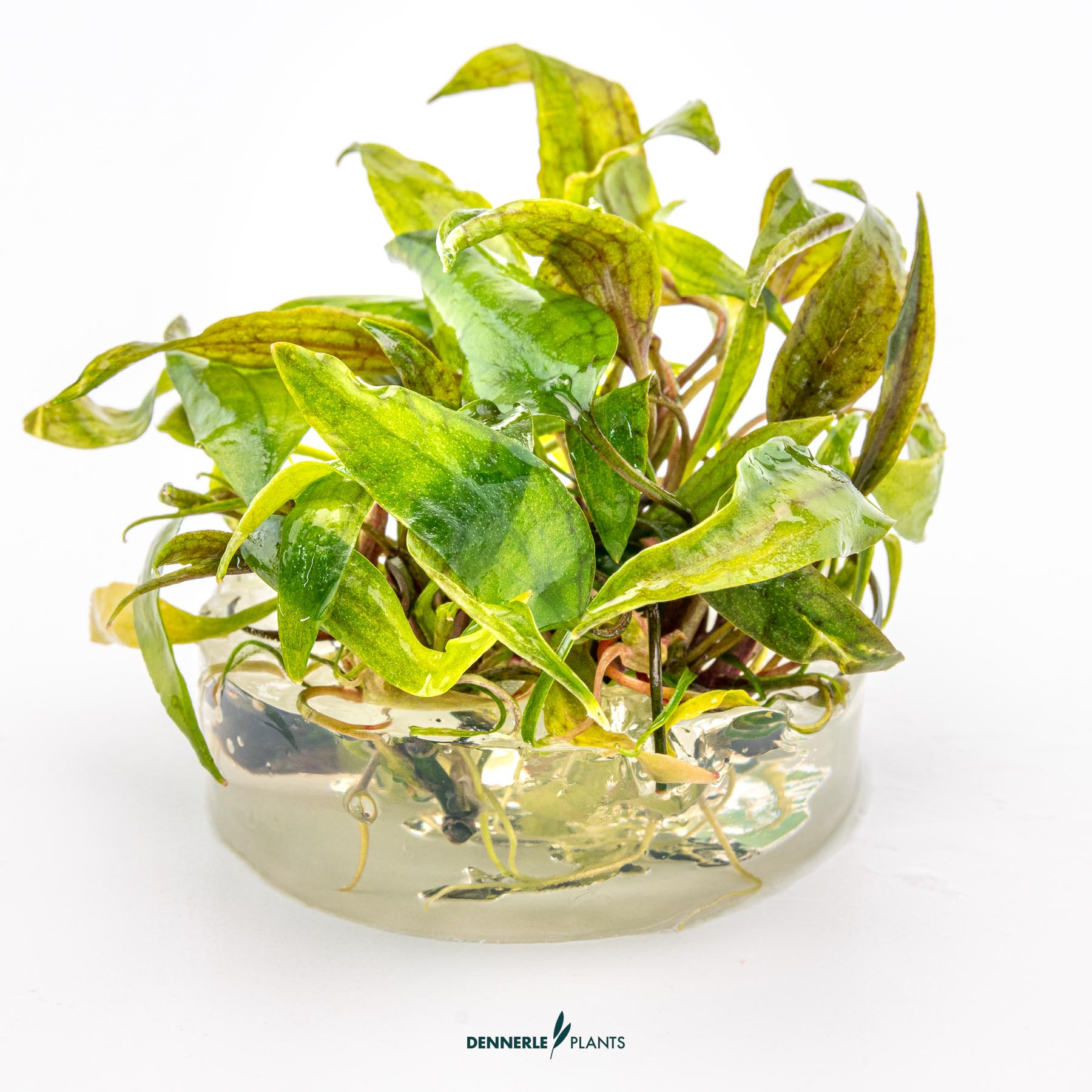 Dennerle Plants Cryptocoryne X Purpurea (Naturhybride) In-Vitro (Plantit!) - 3