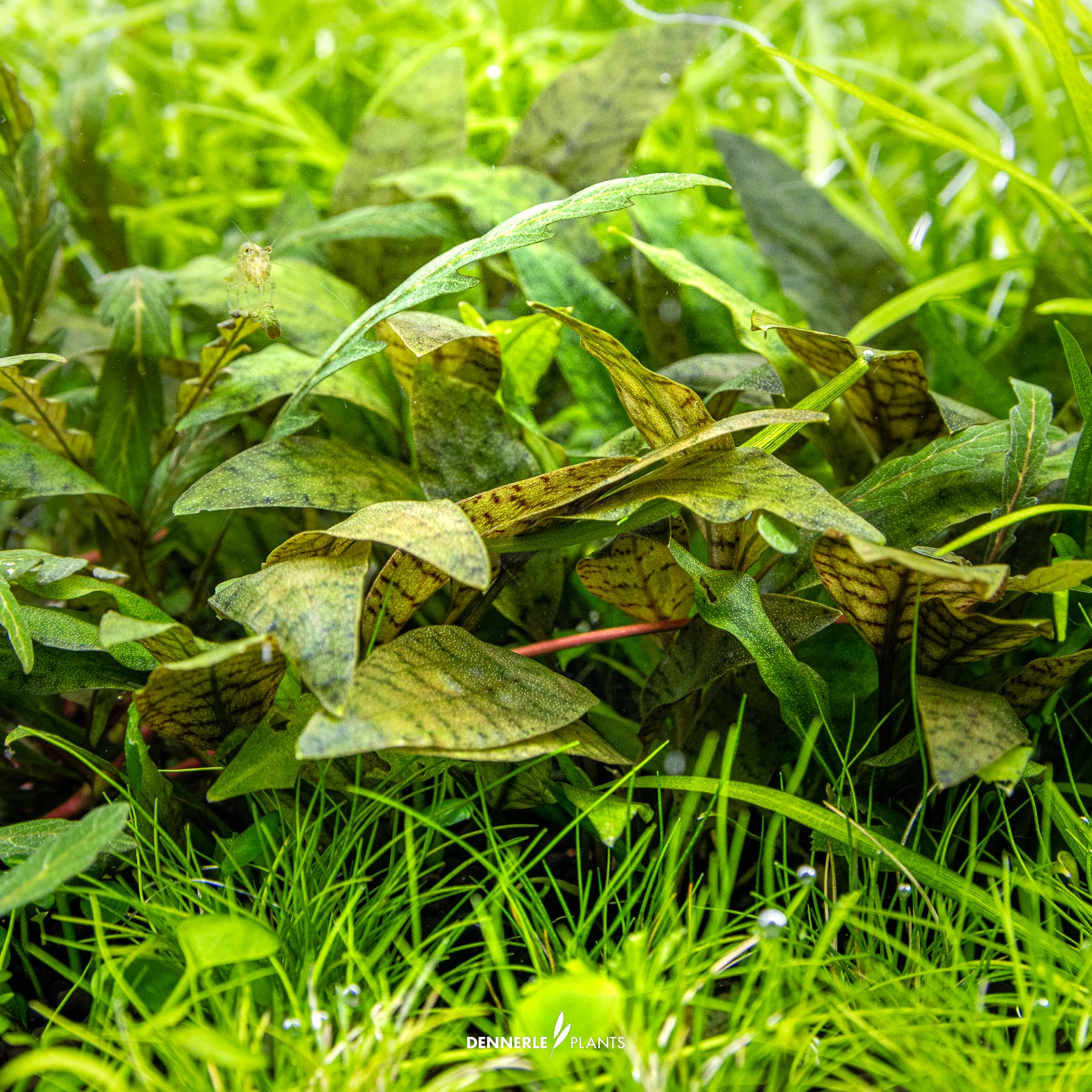 Dennerle Plants Cryptocoryne X Purpurea (Naturhybride) In-Vitro (Plantit!) - 4