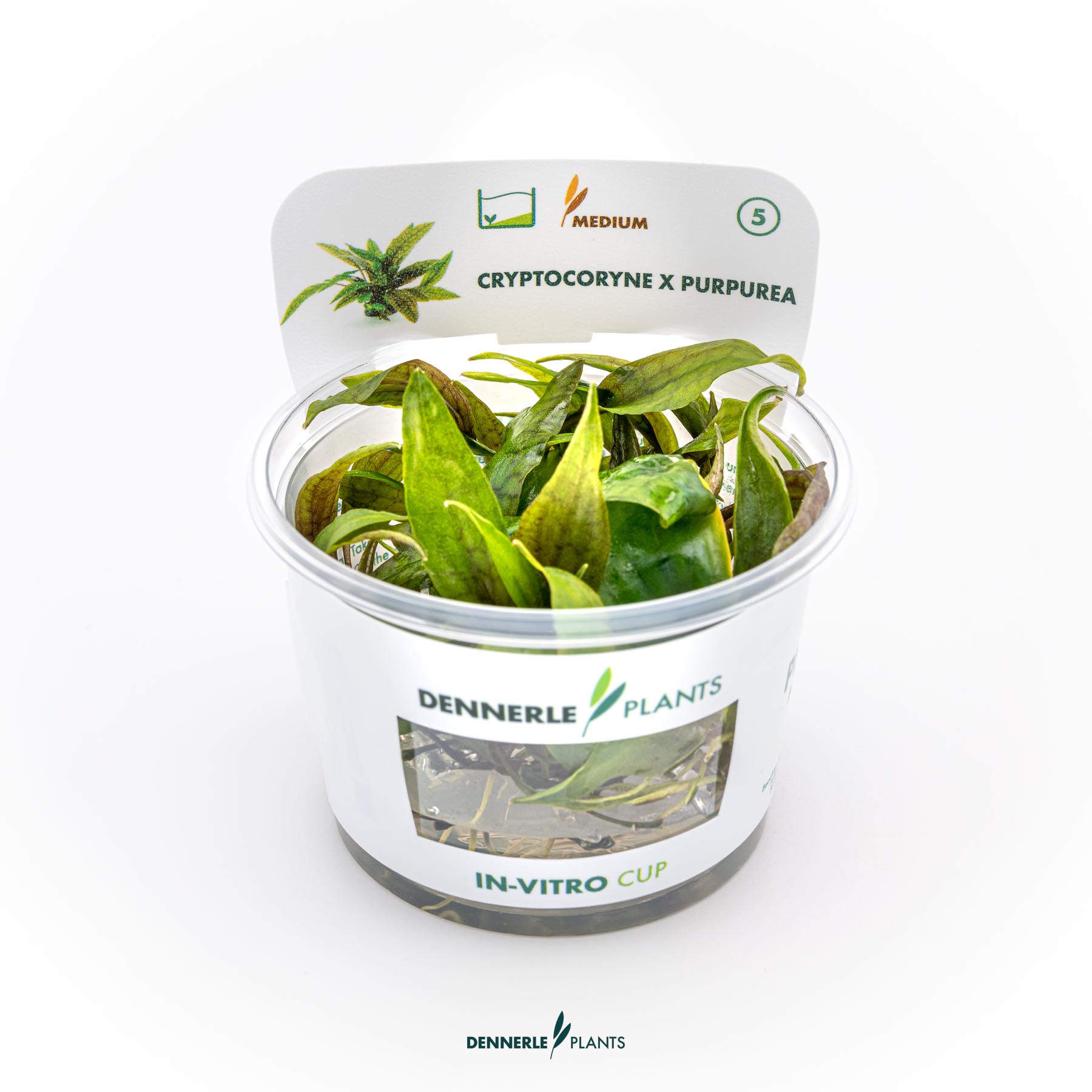 Dennerle Plants Cryptocoryne X Purpurea (Naturhybride) In-Vitro (Plantit!)