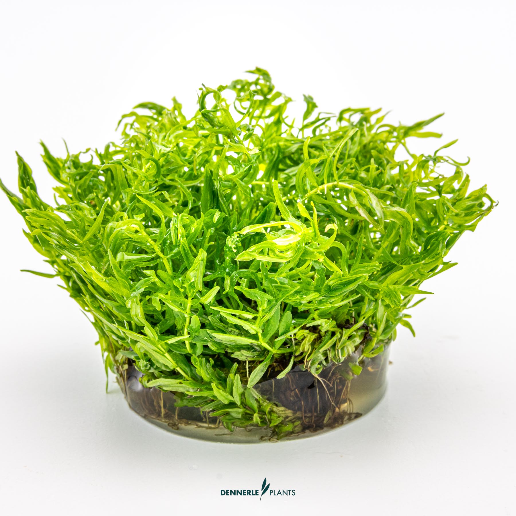 Dennerle Plants Didiplis Diandra In-Vitro (Plantit!) - 3