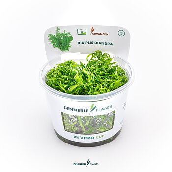 Dennerle Plants Didiplis Diandra In-Vitro (Plantit!)
