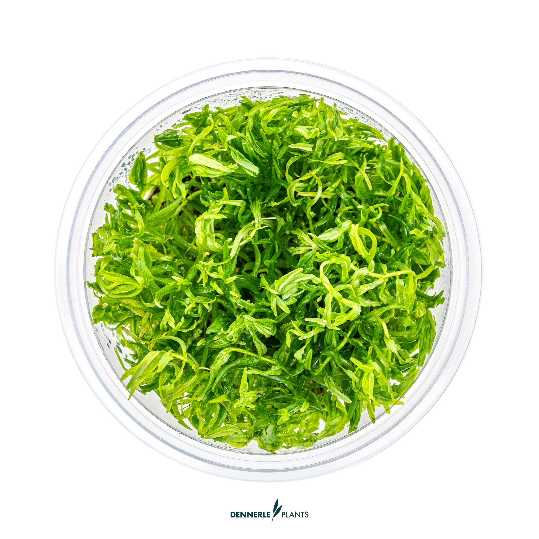 Dennerle Plants Didiplis Diandra In-Vitro (Plantit!) - 2
