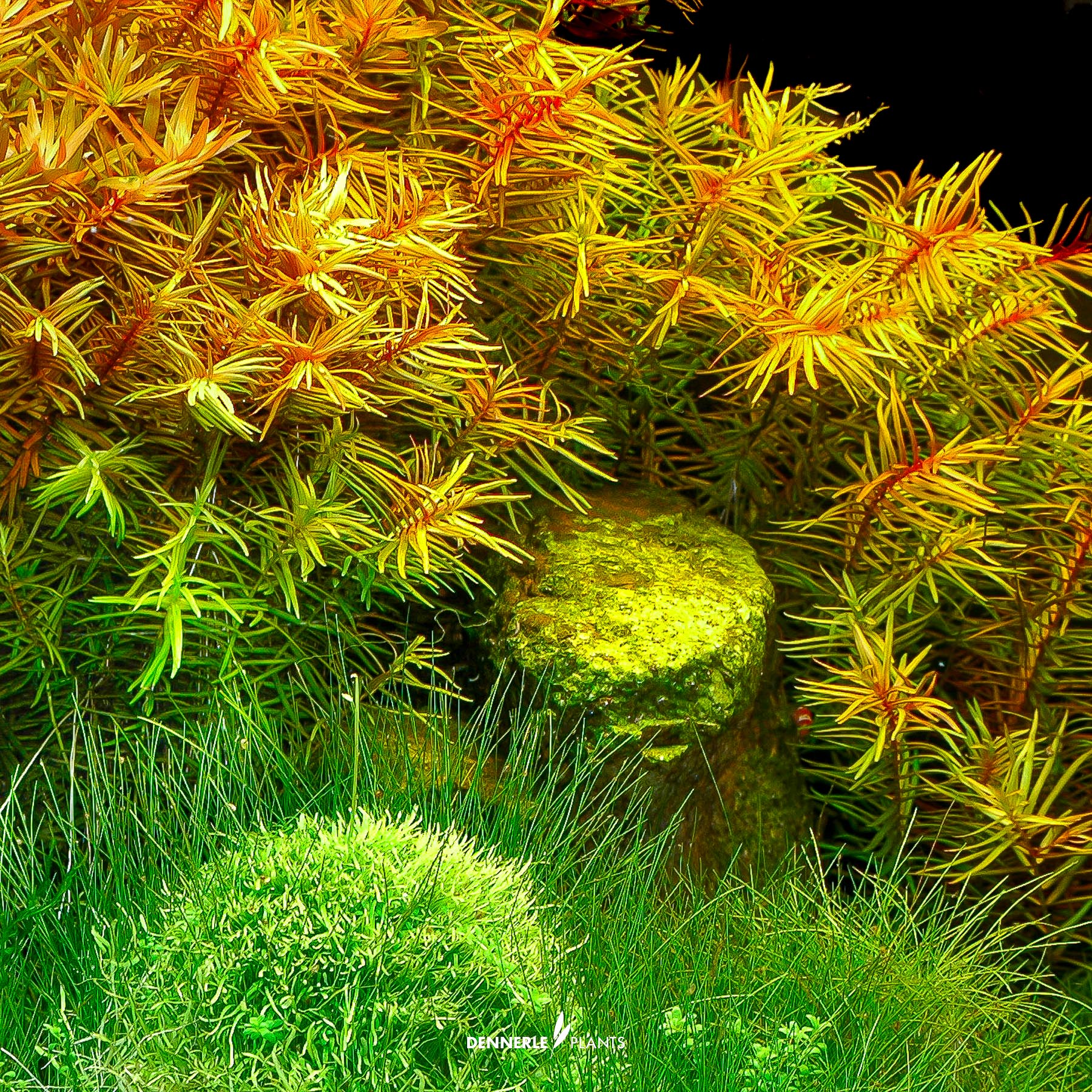 Dennerle Plants Didiplis Diandra In-Vitro (Plantit!) - 4