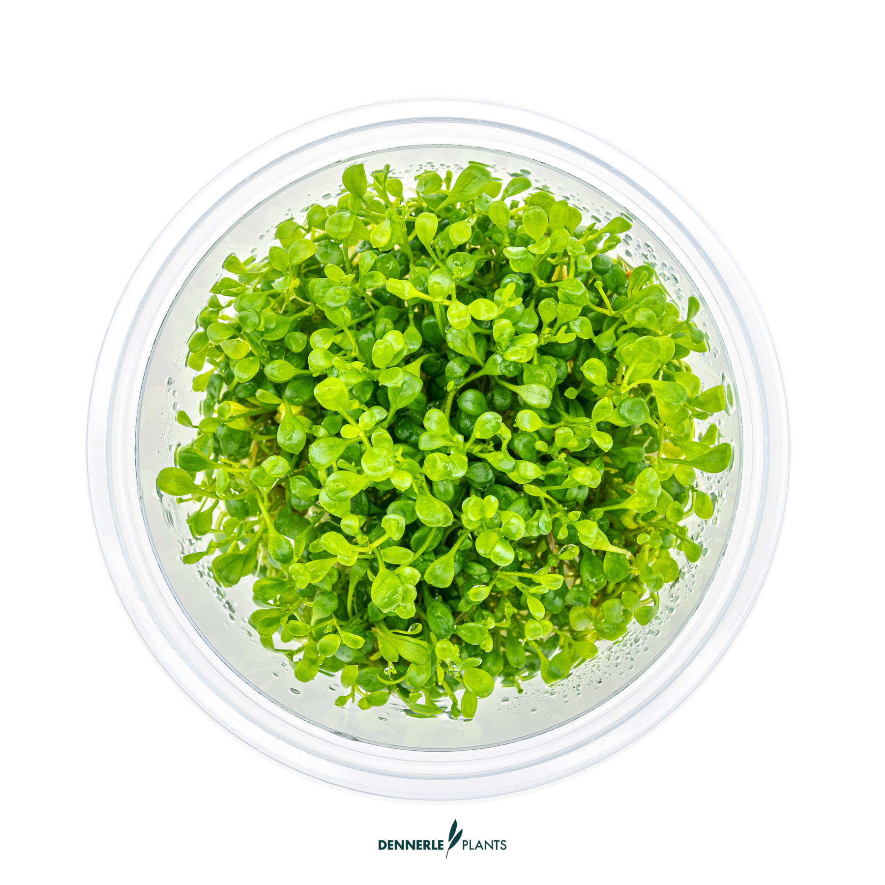 Dennerle Plants Glossostigma Elatinoides In-Vitro (Plantit!) - 2
