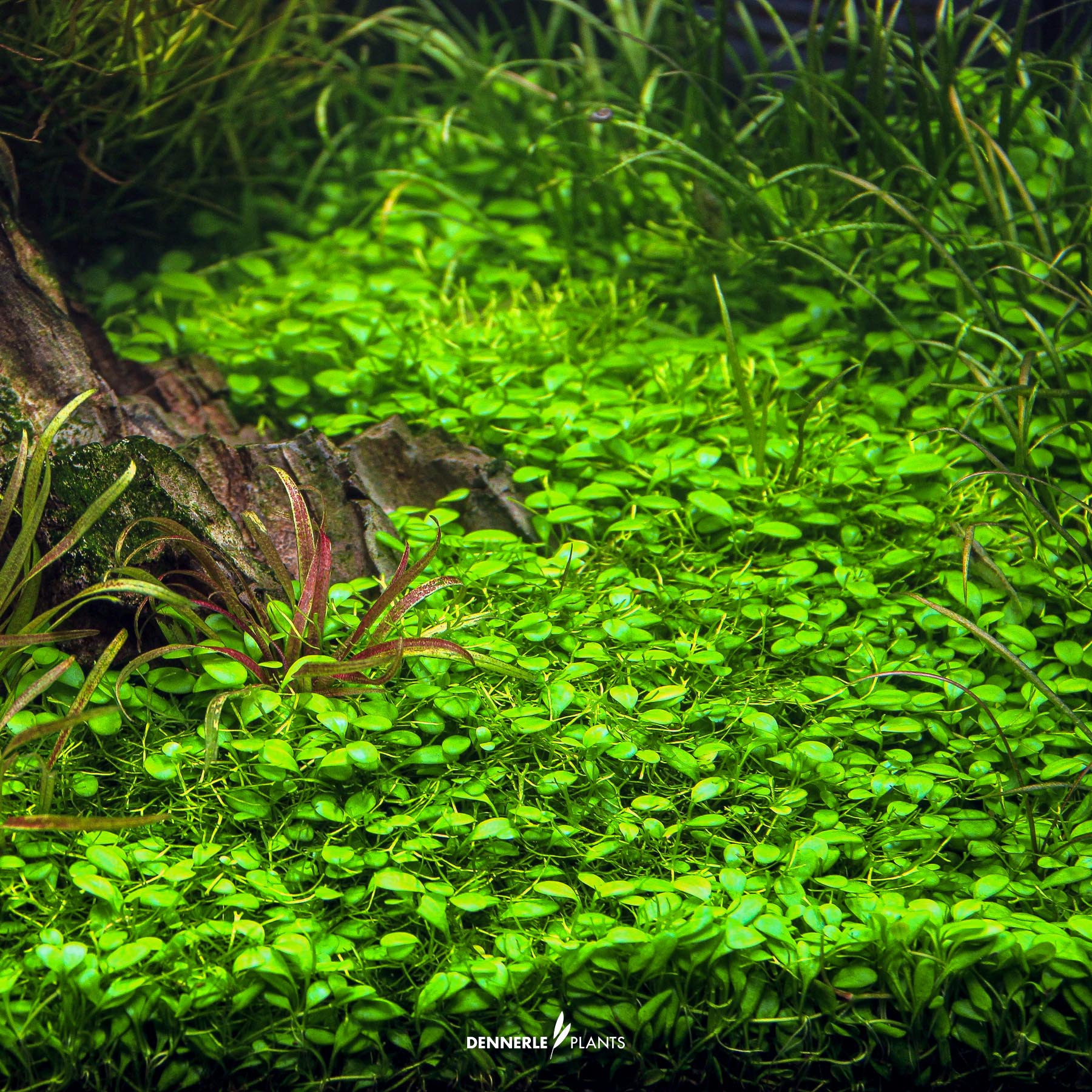 Dennerle Plants Glossostigma Elatinoides In-Vitro (Plantit!) - 4