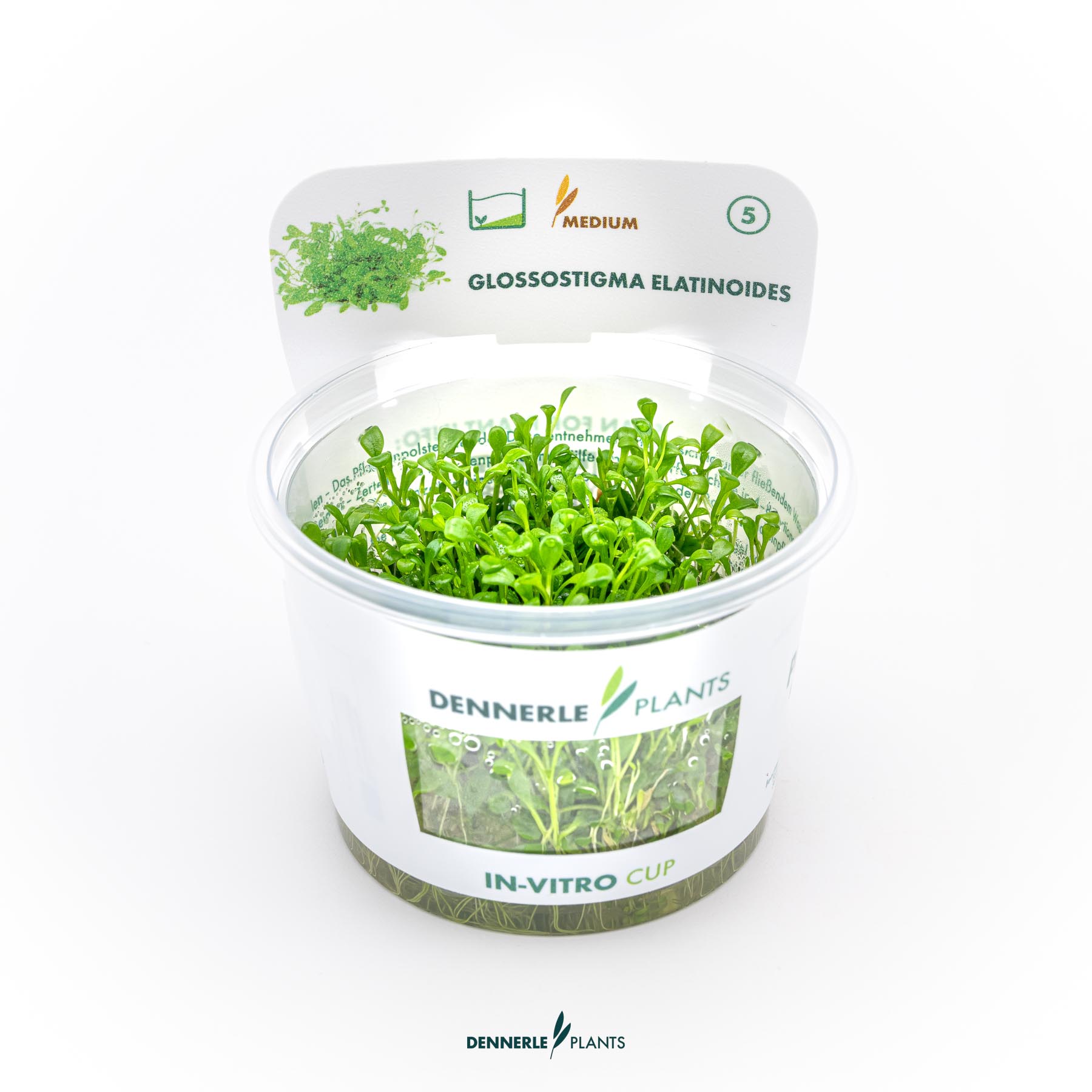 Dennerle Plants Glossostigma Elatinoides In-Vitro (Plantit!)