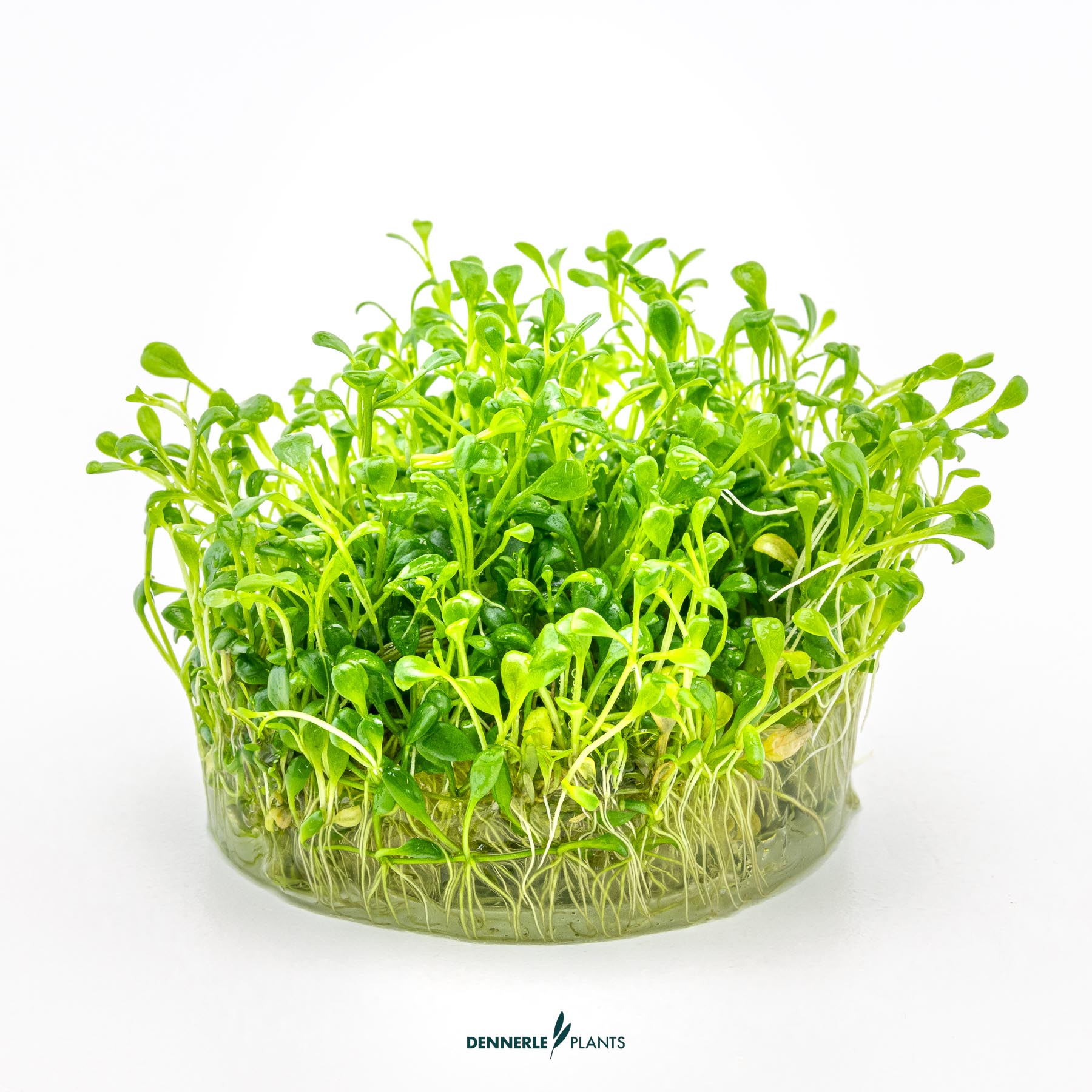 Dennerle Plants Glossostigma Elatinoides In-Vitro (Plantit!) - 3