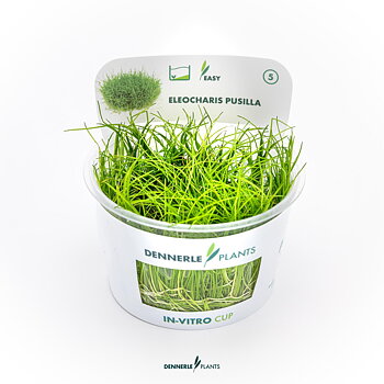 Dennerle Plants Eleocharis Pusilla In-Vitro (Plantit!)