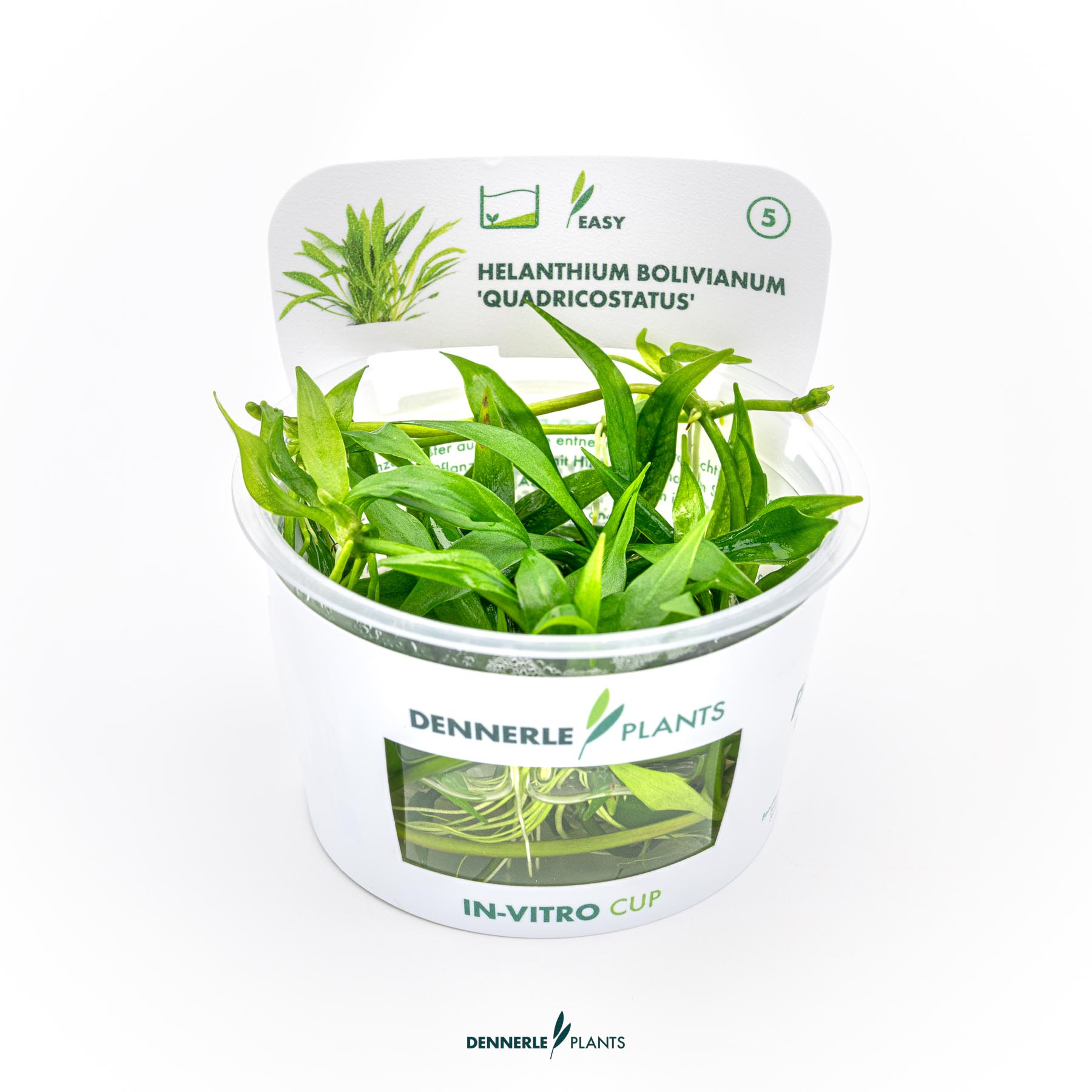 Dennerle Plants Helanthium Bolivianum 'Quadricostatus' In-Vitro (Plantit!)