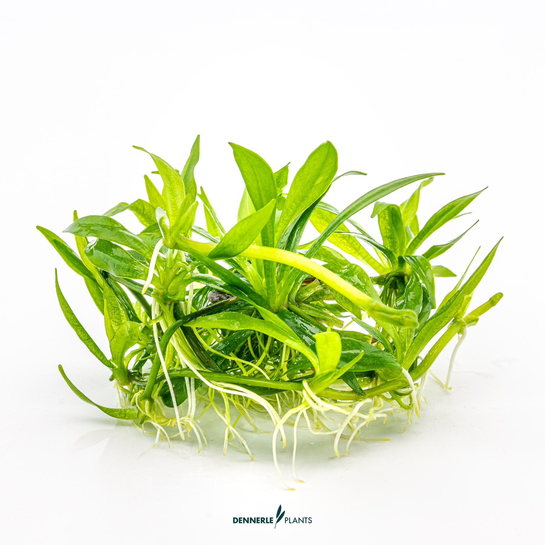 Dennerle Plants Helanthium Bolivianum 'Quadricostatus' In-Vitro (Plantit!) - 3