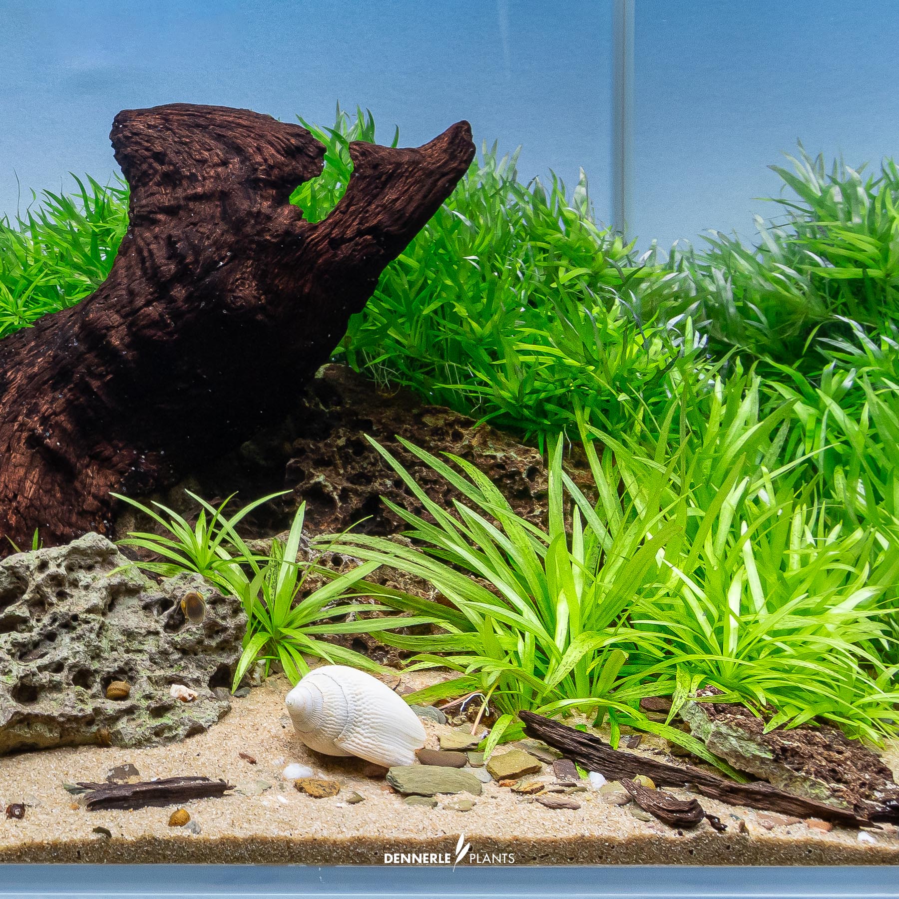 Dennerle Plants Helanthium Bolivianum 'Quadricostatus' In-Vitro (Plantit!) - 4