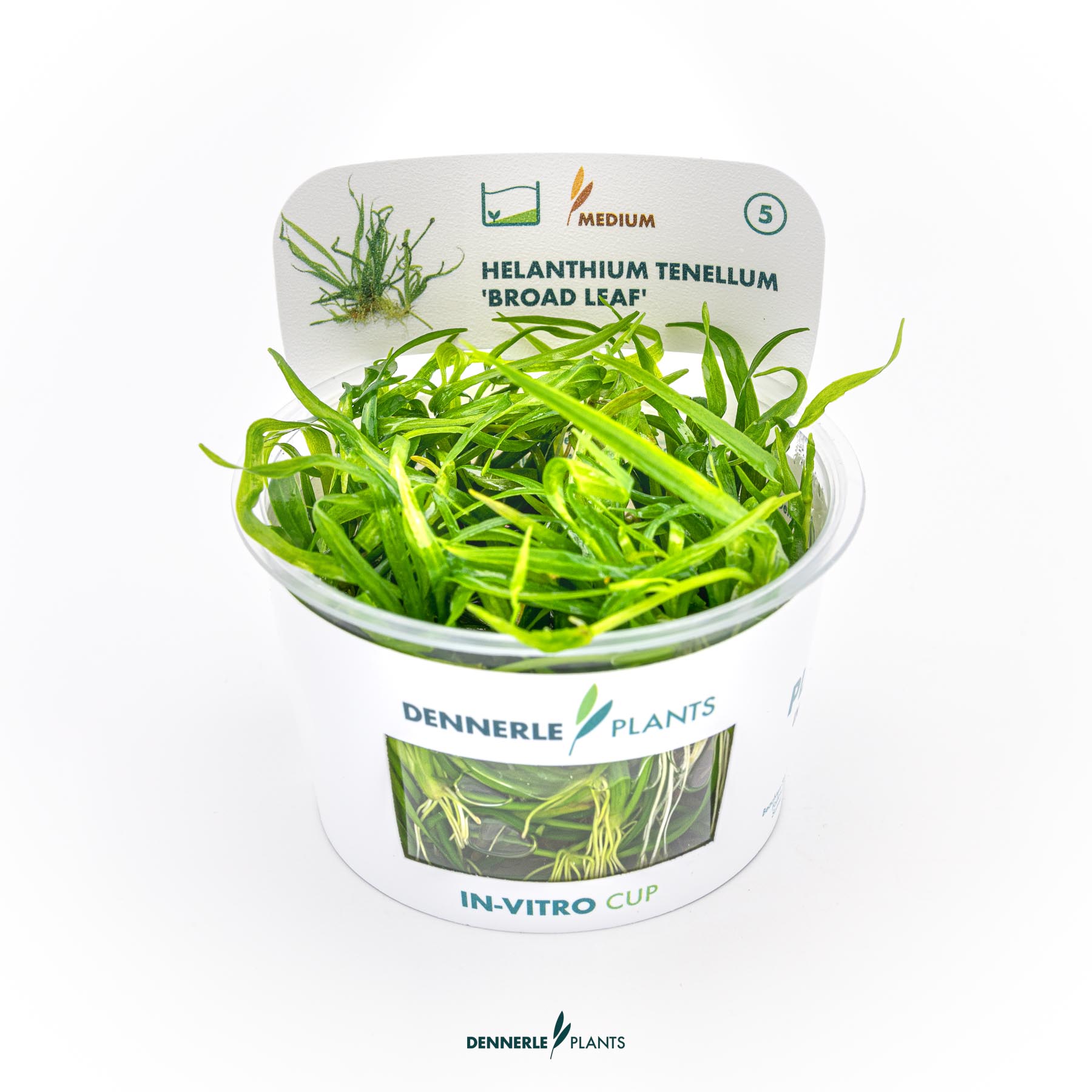 Dennerle Plants Helanthium Tenellum 'Broad Leaf' In-Vitro (Plantit!)