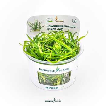 Dennerle Plants Helanthium Tenellum 'Broad Leaf' In-Vitro (Plantit!)