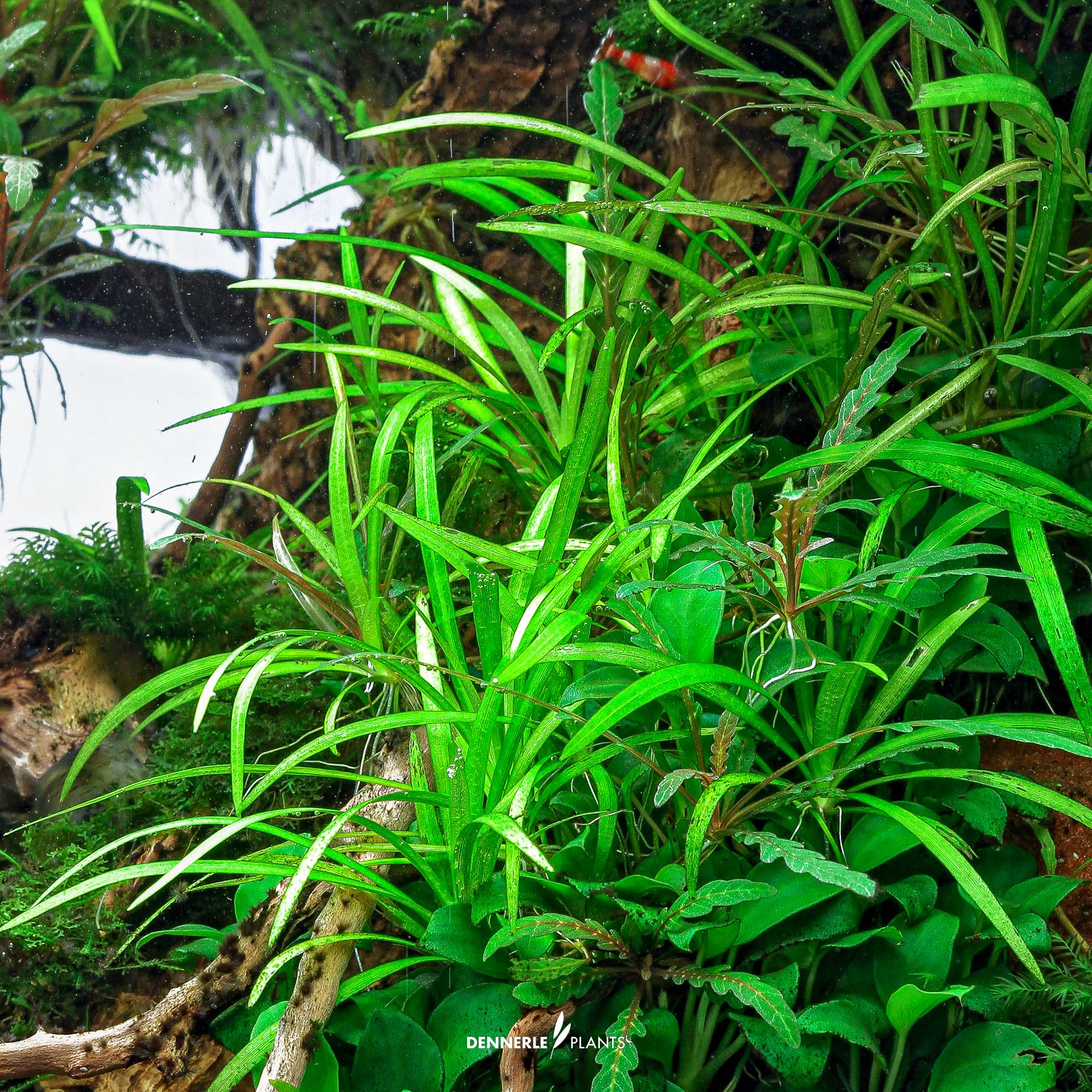 Dennerle Plants Helanthium Tenellum 'Broad Leaf' In-Vitro (Plantit!) - 4