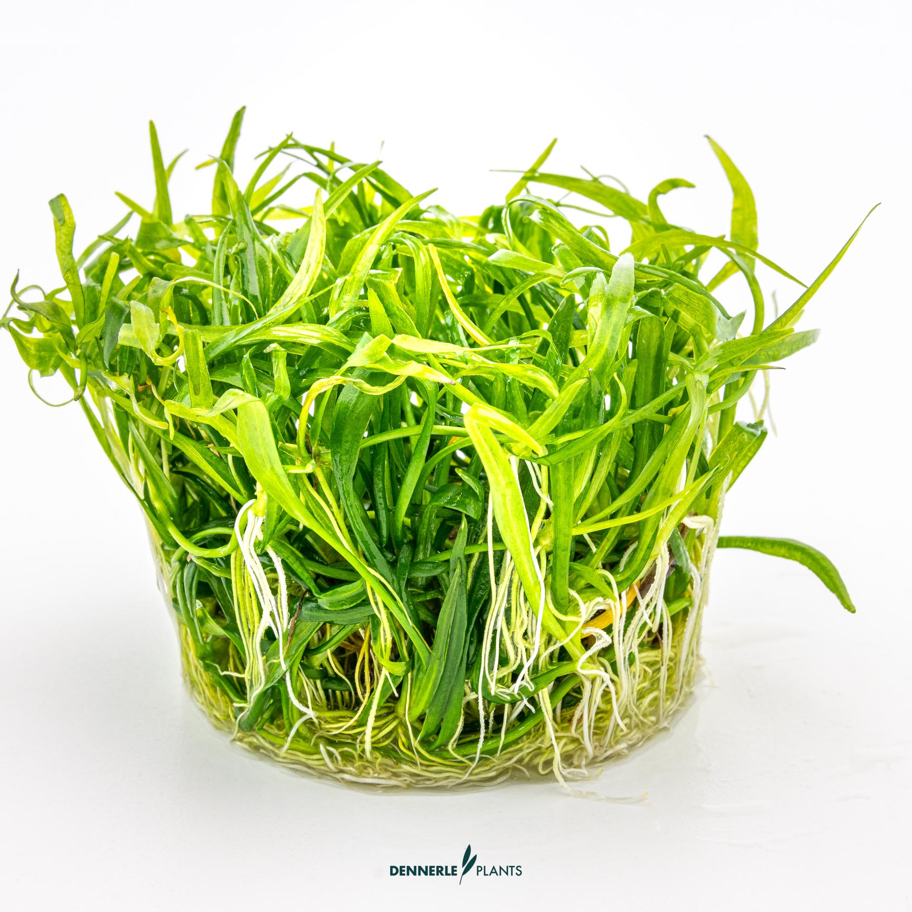 Dennerle Plants Helanthium Tenellum 'Broad Leaf' In-Vitro (Plantit!) - 3